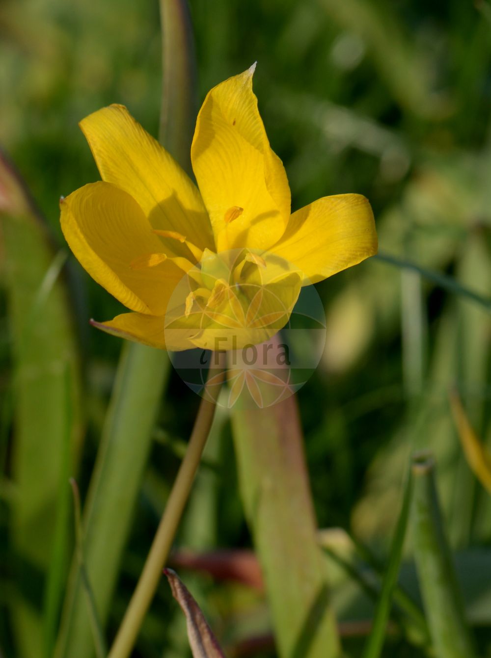 Tulipa sylvestris - Liliaceae,Plantae,Pteridobiotina,Angiosperms,Liliales,Liliaceae,Tulipa,Tulipa sylvestris,Liriopogon sylvestre, Liriopogon sylvestris,Wilde Tulpe;Wald-Tulpe;Wild-Tulpe;Weinberg-Tulpe;wild tulip;Tulipe sauvage;tulipe jaune;avant-pâques;tulipe de France;tulipe des bois;tulipán silvestre;Tulipano dei campi;tulipano selvatico;bolognino;bostulp;тюльпан лесной;sarı lâle;tulipan;burillas;tulipa sensilla;tulipa silvestre;tulipes salvatges;divlji tulipan;vildtulpan;vild tulipan;erdei tulipán;tulipán planý;tulipán lesný;metstulp;meža tulpe;villtulipan;дивља лала;girinė tulpė