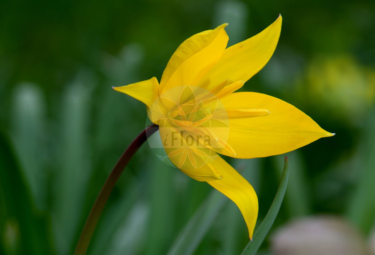 Tulipa sylvestris - Liliaceae,Plantae,Pteridobiotina,Angiosperms,Liliales,Liliaceae,Tulipa,Tulipa sylvestris,Liriopogon sylvestre, Liriopogon sylvestris,Wilde Tulpe;Wald-Tulpe;Wild-Tulpe;Weinberg-Tulpe;wild tulip;Tulipe sauvage;tulipe jaune;avant-pâques;tulipe de France;tulipe des bois;tulipán silvestre;Tulipano dei campi;tulipano selvatico;bolognino;bostulp;тюльпан лесной;sarı lâle;tulipan;burillas;tulipa sensilla;tulipa silvestre;tulipes salvatges;divlji tulipan;vildtulpan;vild tulipan;erdei tulipán;tulipán planý;tulipán lesný;metstulp;meža tulpe;villtulipan;дивља лала;girinė tulpė