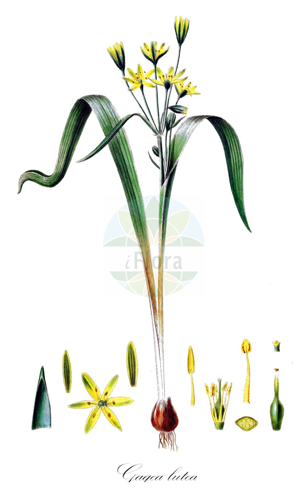 Gagea lutea - Liliaceae,Plantae,Pteridobiotina,Angiosperms,Liliales,Liliaceae,Gagea,Gagea lutea,Gagea elegans, Gagea elegans, Gagea fascicularis, Gagea fascicularis var. multiplex, Gagea glauca, Gagea glauca, Gagea indica, Gagea lowariensis, Gagea lutea f. banatica, Gagea lutea f. bulbillifera, Gagea lutea f. gracillima, Gagea lutea f. maxima, Gagea lutea f. simplex, Gagea lutea f. szepusiana, Gagea lutea f. szepusiana, Gagea lutea var. angustifolia, Gagea lutea var. australis, Gagea lutea var. australis, Gagea lutea var. banatica, Gagea lutea var. bifida, Gagea lutea var. bulbifera, Gagea lutea var. bulbifera, Gagea lutea var. foliosa, Gagea lutea var. glauca, Gagea lutea var. glauca, Gagea lutea var. glaucescens, Gagea lutea var. gracillima, Gagea lutea var. latifolia, Gagea lutea var. longifolia, Gagea lutea var. major, Gagea lutea var. maxima, Gagea lutea var. minor, Gagea lutea var. monantha, Gagea lutea var. poliphylla, Gagea lutea var. pratensis, Gagea lutea var. prolifera, Gagea lutea var. pubescens, Gagea lutea var. simplex, Gagea lutea var. spathacea, Gagea lutea var. sylvatica, Gagea lutea var. transsilvanica, Gagea lutea var. uniflora, Gagea lutea var. viridis, Gagea moorcroftiana, Gagea sylvatica, Gagea sylvatica f. cracoviensis, Gagea sylvatica f. major, Gagea sylvatica var. vistulensis, Gagea szepusiana, Gagea transsilvanica, Ornithogalum luteum, Ornithogalum majus, Ornithogalum persoonii, Ornithogalum sylvaticum, Ornithoxanthum luteum, Ornithoxanthum persoonii, Ornithoxanthum sylvaticum, Solenarium luteum, Stellaster luteus,Wald-Goldstern;Gewöhnlicher Gelbstern;Wald-Gelbstern;yellow star-of-bethlehem;Etoile jaune commune;étoile jaune;gagée à fleurs jaunes;gagée de Burnat;gagée jaune;ornithogale jaune;bulbo esculento;bulbo vomitorio;Cipollaccio stellato;gagea di Burnat;gagea gialla;bosgeelster;гусиный лук жёлтый;gage;gage e verdhë;xarvió;žuto baloče;vårlök;almindelig guldstjerne;złoć żółta;kibana-no-amana;キバナノアマナ;rumena pasja čebulica;sárga tyúktaréj;křivatec žlutý;laptele păsării;krivatec žltý;krivec žltý;зірочки жовті;жълт пачи крак;kollane kuldtäht;meža zeltstarīte;gullstjerne;isokäenrieska;балоће;жуто балоче;paprastoji vištapienė