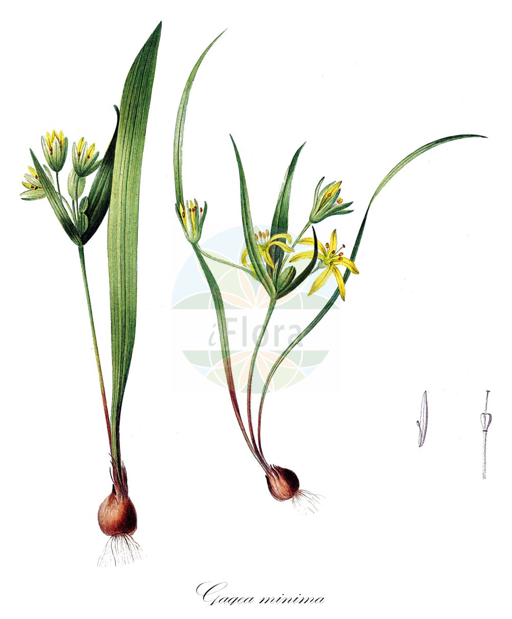 Gagea minima - Liliaceae,Plantae,Pteridobiotina,Angiosperms,Liliales,Liliaceae,Gagea,Gagea minima,Gagea arvensis, Gagea baumgarteniana, Gagea callosa, Gagea callosa var. alpina, Gagea minima f. paradoxa, Gagea minima f. robusta, Gagea minima f. rufula, Gagea minima var. albiflora, Gagea minima var. calabra, Gagea minima var. callosa, Gagea minima var. robusta, Gagea stellaris, Gagea sternbergii, Gagea sternbergii, Ornithogalum acutipetalum, Ornithogalum arvense, Ornithogalum callosum, Ornithogalum gracile, Ornithogalum minimum, Ornithogalum minutum, Ornithogalum pannonicum, Ornithogalum proliferum, Ornithogalum sternbergii, Ornithoxanthum arvense, Ornithoxanthum gracile, Ornithoxanthum minimum, Ornithoxanthum sternbergii, Stellaris minima, Stellaster arvensis, Stellaster minimus,Zwerg-Goldstern;Kleiner Gelbstern;small star of bethlehem;Etoile jaune naine;gagée minime;gagée naine;petite gagée;Cipollaccio minore;gagea minima;гусиный лук маленький;гусиный лук малый;gage;gagea e vogël;malo baloče;dvärgvårlök;liden guldstjerne;złoć mała;drobna pasja čebulica;apró tyúktaréj;üstökös madártej;křivatec nejmenší;viorele galbene;krivatec najmenší;krivec najmenší;зірочки малі;дребен гарвански лук;маляк пачи крак;väike kuldtäht;mazā zeltstarīte;smågullstjerne;pikkukäenrieska;балоћа;мало балоче;mažoji vištapienė