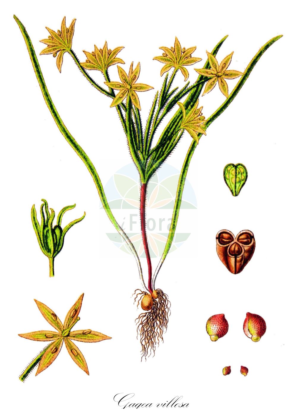 Gagea villosa - Liliaceae,Plantae,Pteridobiotina,Angiosperms,Liliales,Liliaceae,Gagea,Gagea villosa,Ornithogalum villosum, Ornithoxanthum villosum,Acker-Goldstern;Acker-Gelbstern;field star-of-bethlehem;hairy star-of-bethlehem;Etoile jaune velue;Cipollaccio dei campi