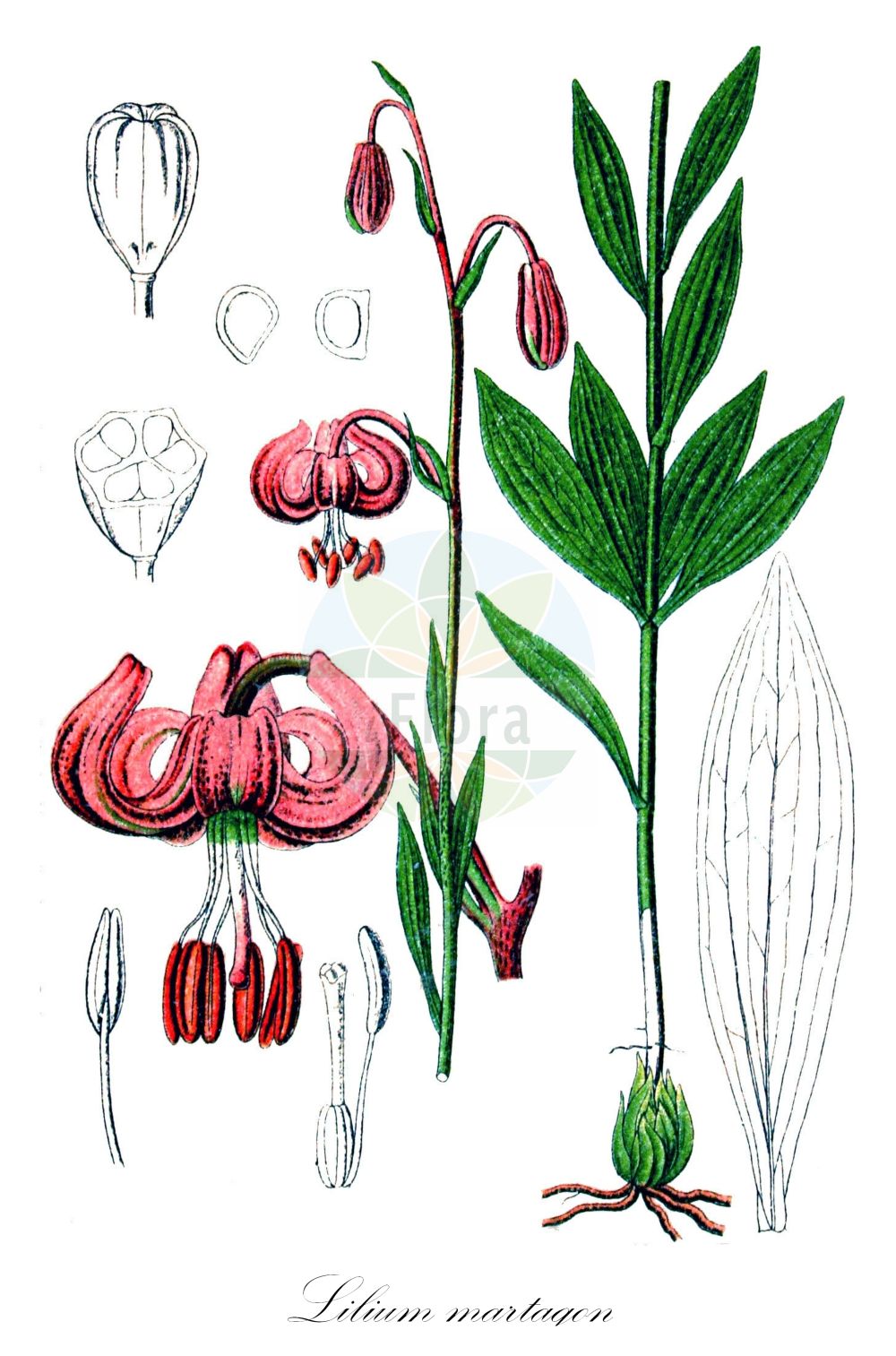 Lilium martagon - Liliaceae,Plantae,Pteridobiotina,Angiosperms,Liliales,Liliaceae,Lilium,Lilium martagon,Lilium martagon subsp. caucasicum, Lilium versicolor,Türkenbund-Lilie;Türkenbund;martagon lily;turk's cap lily;Lis martagon;lis de Catherine;petit lis du calvaire;ajo del antojil;azucena silvestre;flor de un dia;lirio amarillo;lirio bravo;lirio navarro;lirio silvestre;martagón común;samarro;Giglio martagone;turkse lelie;martagão;cangorea;lírio-amarelo;lírio-martagão;lírio-mártago;perendós;prendoa;prendoso;лилия саранка;царские кудри;sultan zambağı;zambak;consolva;herba de nuar l'os;lliri de bosc;lliri morat;marcòlic;marcòlic vermell;marcorís;zlatan;krollilja;krans-lilje;lilia złotogłów;turška lilija;zlati klobuk;turbánliliom;lilie zlatohlavá;crin de padure;ľalia zlatohlavá;лілія лісова;петров кръст;kirju liilia;martagonlilija;krøll-lilje;varjolija;miškinė lelija;xīn jiāng bǎi hé;新疆百合