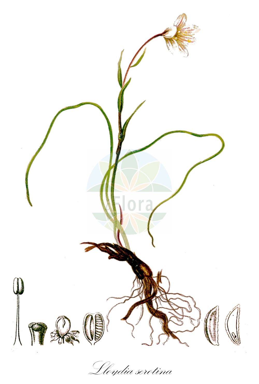 Gagea serotina - Liliaceae,Plantae,Pteridobiotina,Angiosperms,Liliales,Liliaceae,Gagea,Gagea serotina,Anthericum serotinum, Bulbocodium alpinum, Bulbocodium autumnale, Bulbocodium serotinum, Cronyxium serotinum, Gagea bracteata, Gagea serotina var. parva, Gagea striata, Lloydia alpina, Lloydia serotina, Lloydia serotina f. parva, Lloydia serotina subsp. flava, Lloydia serotina var. flava, Lloydia serotina var. parva, Lloydia serotina var. unifolia, Lloydia sicula, Lloydia sicula, Lloydia striata, Nectarobothrium redowskianum, Nectarobothrium striatum, Ornithogalum altaicum, Ornithogalum bracteatum, Ornithogalum serotinum, Ornithogalum striatum, Phalangium serotinum, Rhabdocrinum serotinum,Späte Faltenlilie;Faltenlilie;snowdon lily;golden alpine-lily;alpine lily;common alplily;Loïdie tardive;Falangio alpino;loidia tardiva;ллойдия поздняя;kasna lojdija;lilijka alpejska;chishimaamana;チシマアマナ;lojdija;crinișor de stâncă;ллойдія пізня;късна лойдия;wā bàn huā;洼瓣花