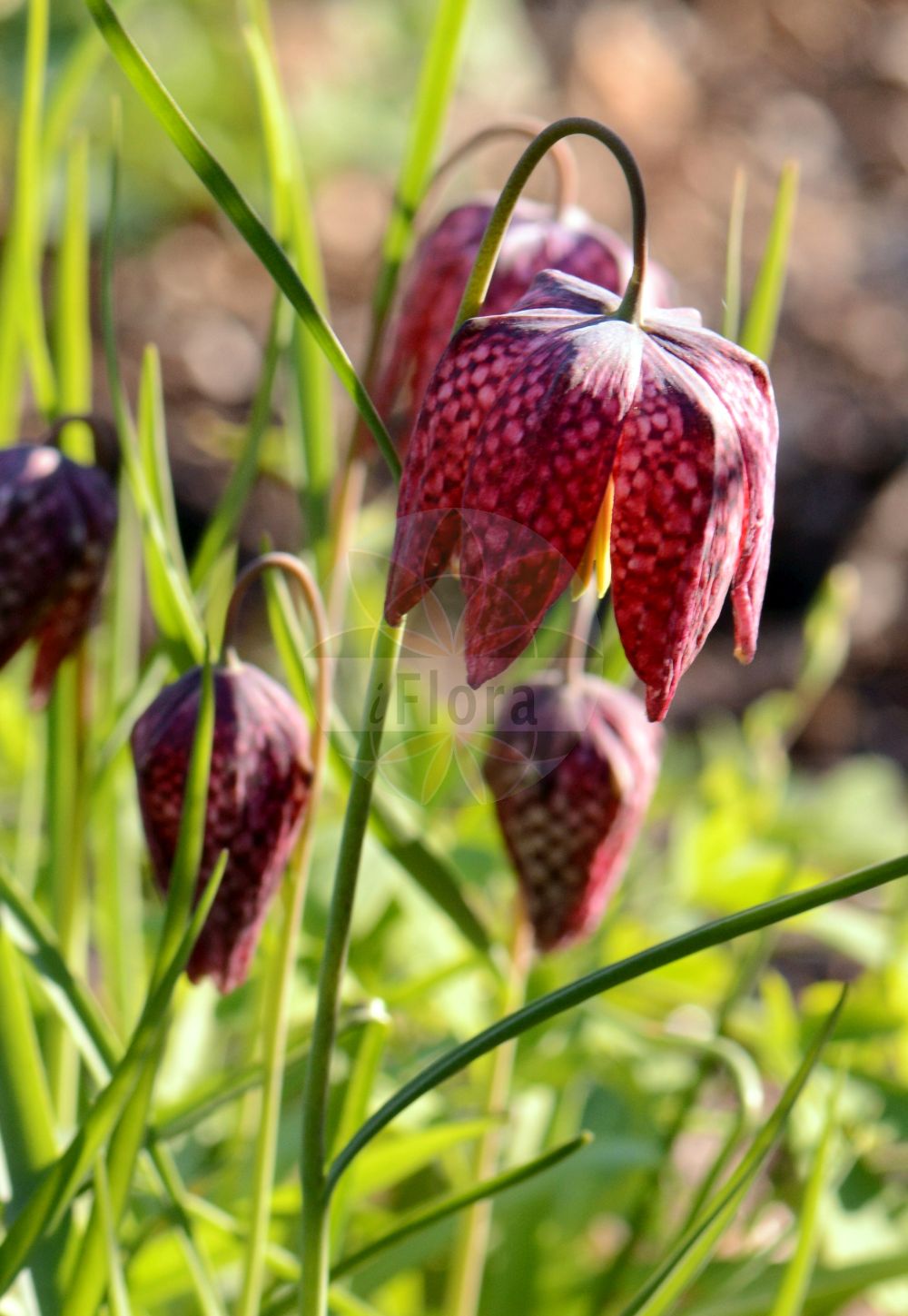 Fritillaria meleagris - Liliaceae,Plantae,Pteridobiotina,Angiosperms,Liliales,Liliaceae,Fritillaria,Fritillaria meleagris,Fritillaria contorta, Fritillaria graminifolia, Fritillaria lutea, Fritillaria major, Fritillaria meleagris subsp. meleagris, Fritillaria meleagris var. contorta, Fritillaria montana, Fritillaria pallida, Fritillaria praecox, Fritillaria tesselata, Fritillaria tesselata var. alba, Fritillaria tesselata var. lutea, Fritillaria tesselata var. multiflora, Fritillaria tesselata var. serotina, Lilium meleagris,Perlhuhn-Schachblume;Schachblume;Kiebitzblume;Schachbrettblume;Kiebitzei;fritillary;checkered lily;snake's head;chequered lily;Damier;Fritillaire pintade;coccigrole;Meleagride comune;fritillaria meleagride;kivitsbloem;wilde kievitsbloem;рябчик шахматный;prava kockavica;kungsängslilja;vibeæg;szachownica kostkowata;močvirska logarica;kockásliliom;řebčík kostkovaný;bibilică;korunkovka strakatá;rebčik strakatý;рябчик шаховий;шахматовидна ведрица;kirju püvilill;rūtainā fritilārija;rutelilje;кошутица;обична коцкавица;paprastoji margutė