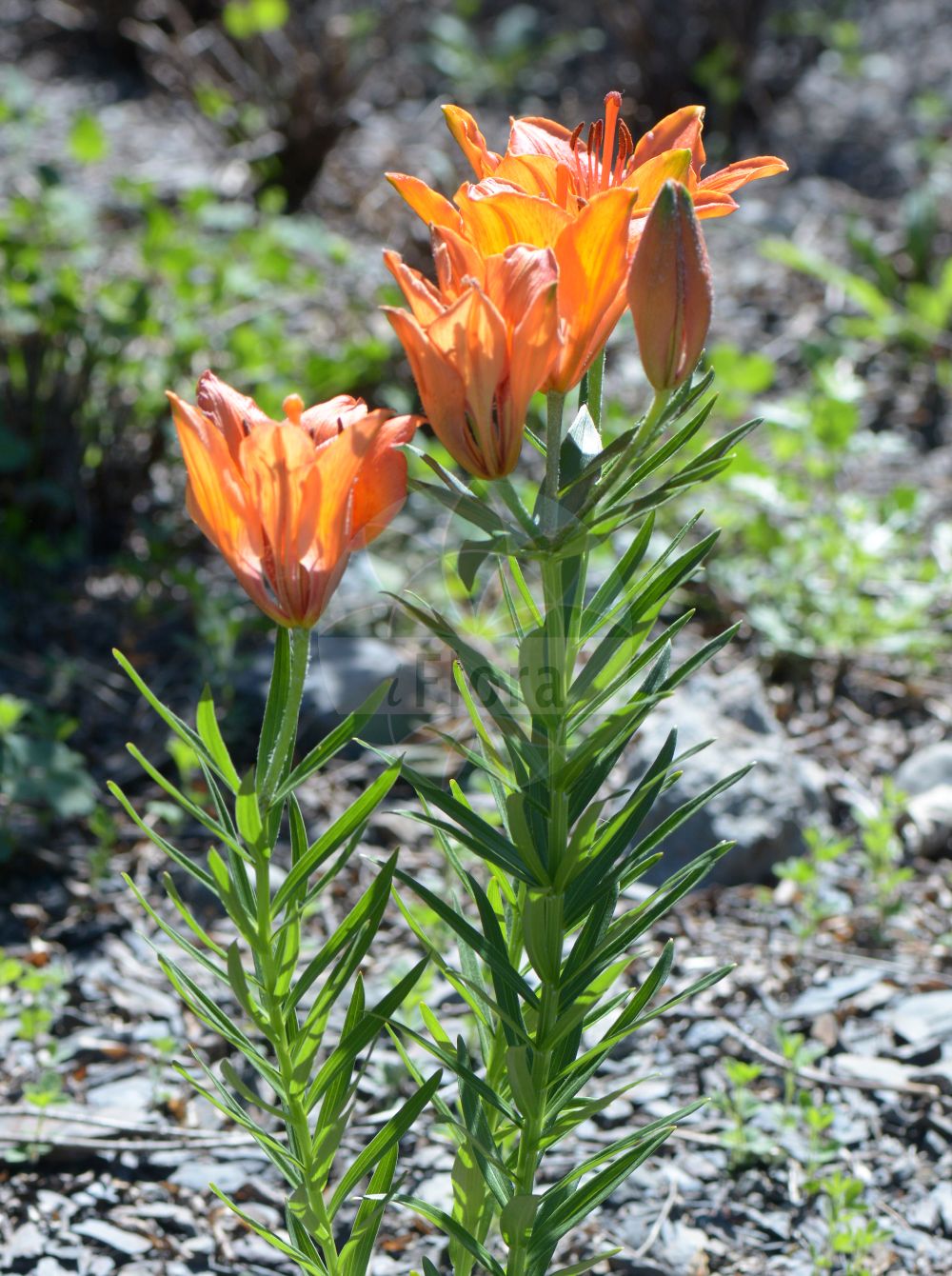 Lilium bulbiferum - Liliaceae,Plantae,Pteridobiotina,Angiosperms,Liliales,Liliaceae,Lilium,Lilium bulbiferum,Lilium atrosanguineum, Lilium aurantiacum, Lilium biligulatum, Lilium bulbiferum prol. croceum, Lilium bulbiferum subsp. croceum, Lilium bulbiferum var. atrosanguineum, Lilium bulbiferum var. aurantiacum, Lilium bulbiferum var. brevifolium, Lilium bulbiferum var. chaixii, Lilium bulbiferum var. croceum, Lilium bulbiferum var. fulgens, Lilium bulbiferum var. giganteum, Lilium bulbiferum var. maius, Lilium bulbiferum var. minus, Lilium bulbiferum var. sanguineum, Lilium croceum, Lilium croceum var. bulbiferum, Lilium croceum var. chaixii, Lilium elatum, Lilium fulgens, Lilium fulgens, Lilium haematochroum, Lilium humile, Lilium lateritium, Lilium latifolium, Lilium luteum, Lilium pictum, Lilium pubescens, Lilium sanguineum, Lilium scabrum, Lilium sibiricum,Feuer-Lilie;Orangerote Feuer-Lilie;Acker-Feuer-Lilie;Krokus-Feuer-Lilie;Wiesen-Feuer-Lilie;Bulbillenlose Feuerlilie;Feuerlilie;Bulbillentragende Feuerlilie;Westalpen Feuer-Lilie;orange-lily;fire lily;Lis safrané;Lis safrané à bulbilles;lis jaune;lis bulbifère;lis à bulbilles;lis éclatant;lis faux-safran;lis orangé;lis orangé à bulbilles;Giglio di San Giovanni;Giglio rosso;giglio rosso bulbillifero;oranje lelie;roggelelie;лилия луковичконосная;lukovičavi ljiljan;brandlilja;saffranslilja;lilia bulwkowata;brstična lilija;žafranska lilija;sáfrányliliom;tűzes liliom;lilie cibulkonosná;lilie šafránová;ľalia cibuľkonosná;ľalia cibuľkonosná šafránová;лілія цибулинконосна;tuliliilia;sarkanā lilija;brannlilje;ruskolilja;raudonoji lelija