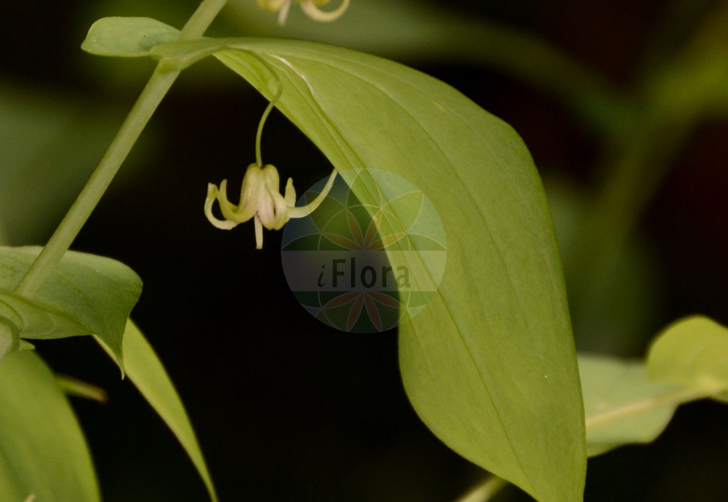 Streptopus amplexifolius - Liliaceae,Plantae,Pteridobiotina,Angiosperms,Liliales,Liliaceae,Streptopus,Streptopus amplexifolius,Convallaria amplexifolia, Convallaria dichotoma, Streptopus amplexifolius f. indivisus, Streptopus amplexifolius subsp. americanus, Streptopus amplexifolius subsp. papillatus, Streptopus amplexifolius var. americanus, Streptopus amplexifolius var. amplexifolius, Streptopus amplexifolius var. chalazatus, Streptopus amplexifolius var. denticulatus, Streptopus amplexifolius var. genuinus, Streptopus amplexifolius var. grandiflorus, Streptopus amplexifolius var. oreopolus, Streptopus amplexifolius var. papillatus, Streptopus distortus, Streptopus fassetii, Tortipes amplexifolius, Uvularia amplexicaulis, Uvularia amplexifolia, Uvularia distorta,Stängelumfassender Knotenfuß;Knotenfuß;Stengelumfassender Knotenfuß;claspleaf twistedstalk;clasping twisted-stalk;watermelon berry;white twisted-stalk;Streptope à feuilles embrassantes;laurier alexandrin des Alpes;sceau-de-Solomon noueux;streptope à feuilles amplexicaules;uvulaire;Lauro alessandrino;стрептопус стеблеобъемлющий;estrèptopus;obuhvatni čepnjak;liczydło górskie;ôba-takeshima-ran;オオバタケシマラン;navadni čepnjek;szárölelő nyelvcsap;čípek objímavý;objímavka obyčajná;стрептоп листообгортний;листообхващащ стрептопус;оштрељ