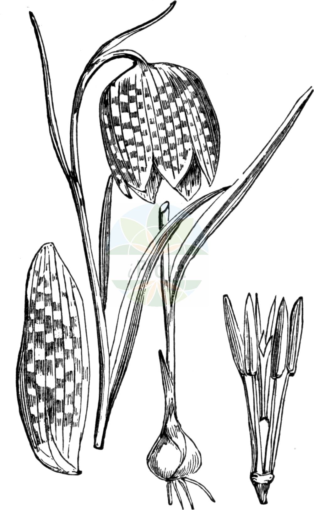 Fritillaria meleagris - Liliaceae,Plantae,Pteridobiotina,Angiosperms,Liliales,Liliaceae,Fritillaria,Fritillaria meleagris,Fritillaria contorta, Fritillaria graminifolia, Fritillaria lutea, Fritillaria major, Fritillaria meleagris subsp. meleagris, Fritillaria meleagris var. contorta, Fritillaria montana, Fritillaria pallida, Fritillaria praecox, Fritillaria tesselata, Fritillaria tesselata var. alba, Fritillaria tesselata var. lutea, Fritillaria tesselata var. multiflora, Fritillaria tesselata var. serotina, Lilium meleagris,Perlhuhn-Schachblume;Schachblume;Kiebitzblume;Schachbrettblume;Kiebitzei;fritillary;checkered lily;snake's head;chequered lily;Damier;Fritillaire pintade;coccigrole;Meleagride comune;fritillaria meleagride;kivitsbloem;wilde kievitsbloem;рябчик шахматный;prava kockavica;kungsängslilja;vibeæg;szachownica kostkowata;močvirska logarica;kockásliliom;řebčík kostkovaný;bibilică;korunkovka strakatá;rebčik strakatý;рябчик шаховий;шахматовидна ведрица;kirju püvilill;rūtainā fritilārija;rutelilje;кошутица;обична коцкавица;paprastoji margutė