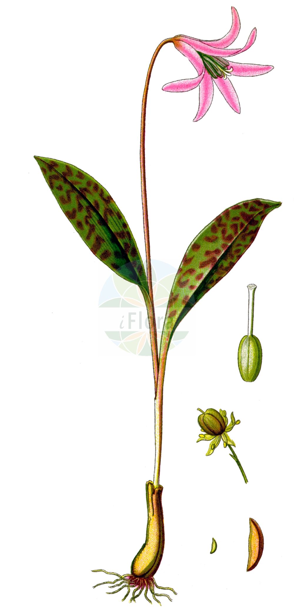Erythronium dens-canis - Liliaceae,Plantae,Pteridobiotina,Angiosperms,Liliales,Liliaceae,Erythronium,Erythronium dens-canis,Erythronium bifidum, Erythronium bulbosum, Erythronium caninum, Erythronium dens-canis subsp. albiflorum, Erythronium dens-canis subsp. niveum, Erythronium dens-canis var. niveum, Erythronium dens-canis var. ovatifolium, Erythronium denscanis var. prodanii, Erythronium dens-canis var. purpureum, Erythronium dens-canis var. roseum, Erythronium dens-canis var. tetragonum, Erythronium latifolium, Erythronium longifolium, Erythronium maculatum, Erythronium maculosum, Erythronium niveum, Erythronium niveum var. pedemontanum, Erythronium obtusiflorum, Erythronium ovatifolium, Erythronium vernale,Zahnlilie;Hundszahn;Europäischer Hundszahn;Hundszahnlilie;Dent de chien;erythrone dent-de-chien;érythrone dent-de-chien;satyrion rouge;diente agudo;diente de perro;diente de perro violeta;diente sangriento;mantecón;violeta diente de perro;Dente di cane;cebola-dente-de-cão;dente-de-cão;кандик европейский;alp lâlesi;dhëmb qeni;kuqël;kuqëla dhëmbqeni;dent de ca;dent de gos;monjeta salvatje;crveni pasji zub;hundtandslilja;psi ząb liliowy;navadni pasji zob;kakasmandikó;kandík psí zub;măseaua ciutei;kandik psí;kandik psí zub;еритроній собачий зуб;конски зъб;крив дядо;кушешки зъб;самодивско цвете;обични кошутац;пасји зуб