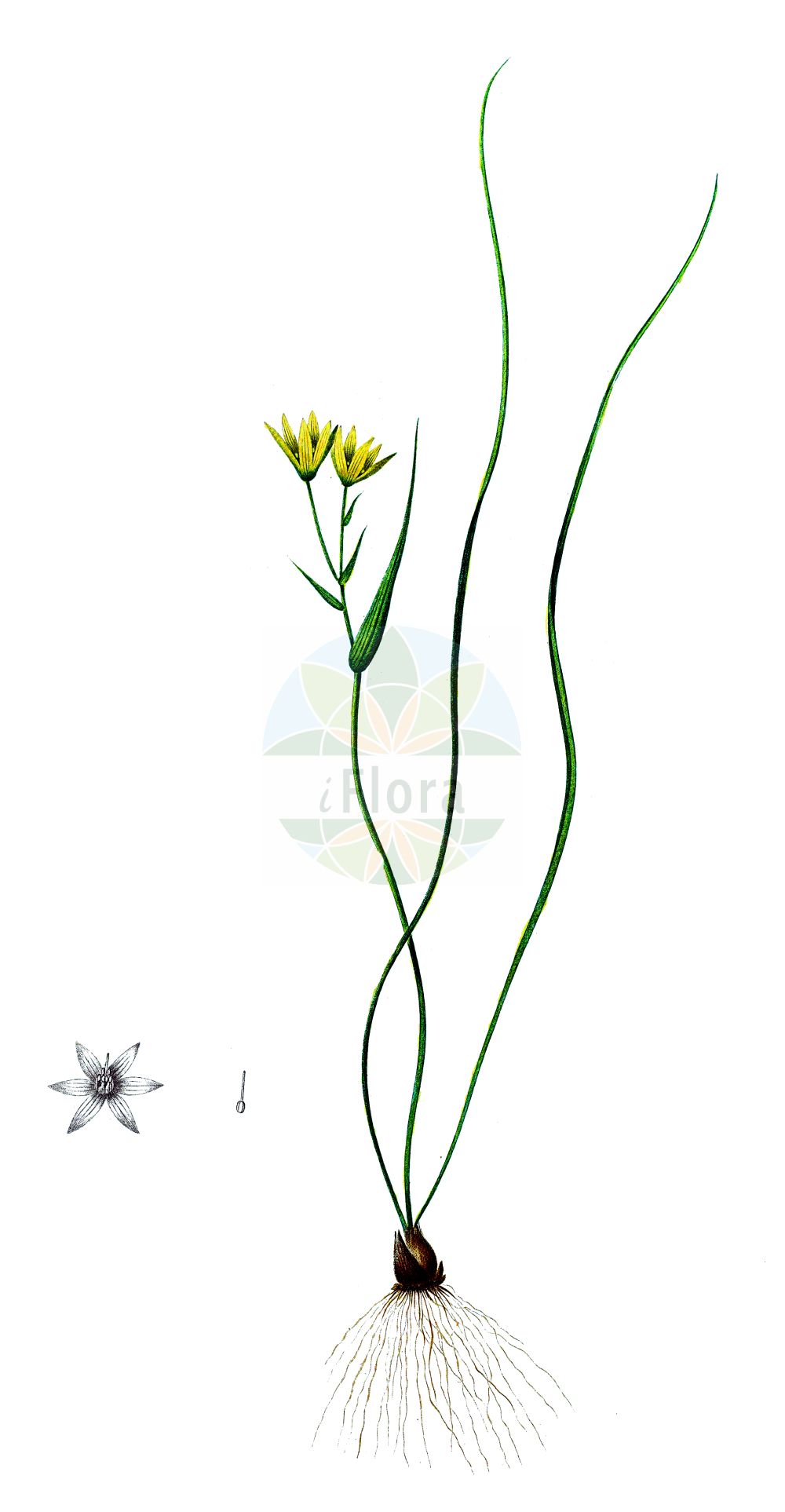 Gagea spathacea - Liliaceae,Plantae,Pteridobiotina,Angiosperms,Liliales,Liliaceae,Gagea,Gagea spathacea,Gagea belgica, Gagea spathacea var. transcarpatica, Ornithogalum belgicum, Ornithogalum heynii, Ornithogalum spathaceum, Ornithoxanthum spathaceum, Stellaster spathaceus,Scheiden-Goldstern;Scheiden-Gelbstern;belgian gagea;gagée à spathe;schedegeelster;гусиный лук покрывальцевый;гусиный лук с покрывалом;baloče;lundvårlök;hylster-guldstjerne;złoć pochwolistna;nožničava pasja čebulica;fiókás tyúktaréj;зірочки чохлуваті;makstainā zeltstarīte;siauralapė vištapienė