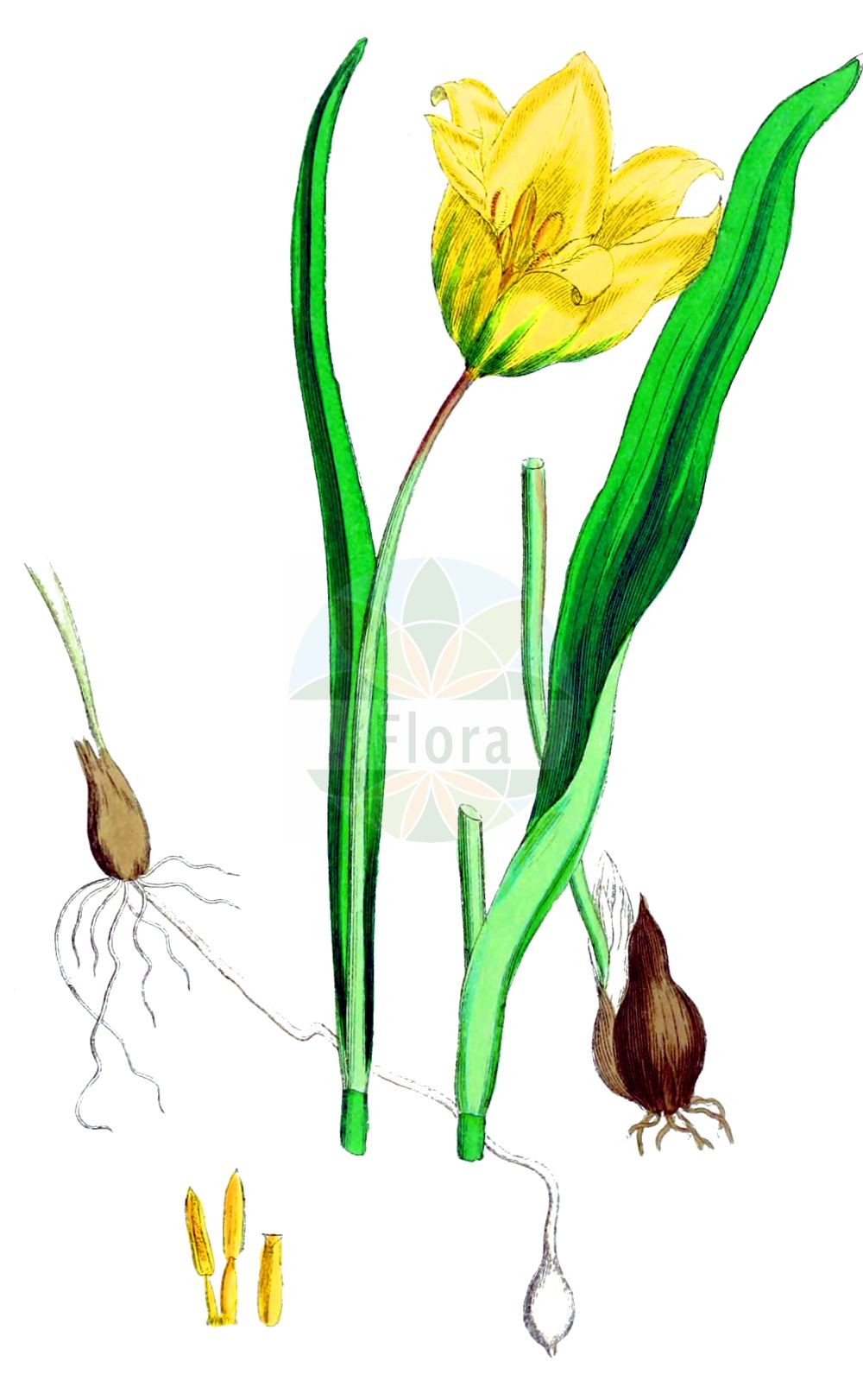 Tulipa sylvestris - Liliaceae,Plantae,Pteridobiotina,Angiosperms,Liliales,Liliaceae,Tulipa,Tulipa sylvestris,Liriopogon sylvestre, Liriopogon sylvestris,Wilde Tulpe;Wald-Tulpe;Wild-Tulpe;Weinberg-Tulpe;wild tulip;Tulipe sauvage;tulipe jaune;avant-pâques;tulipe de France;tulipe des bois;tulipán silvestre;Tulipano dei campi;tulipano selvatico;bolognino;bostulp;тюльпан лесной;sarı lâle;tulipan;burillas;tulipa sensilla;tulipa silvestre;tulipes salvatges;divlji tulipan;vildtulpan;vild tulipan;erdei tulipán;tulipán planý;tulipán lesný;metstulp;meža tulpe;villtulipan;дивља лала;girinė tulpė