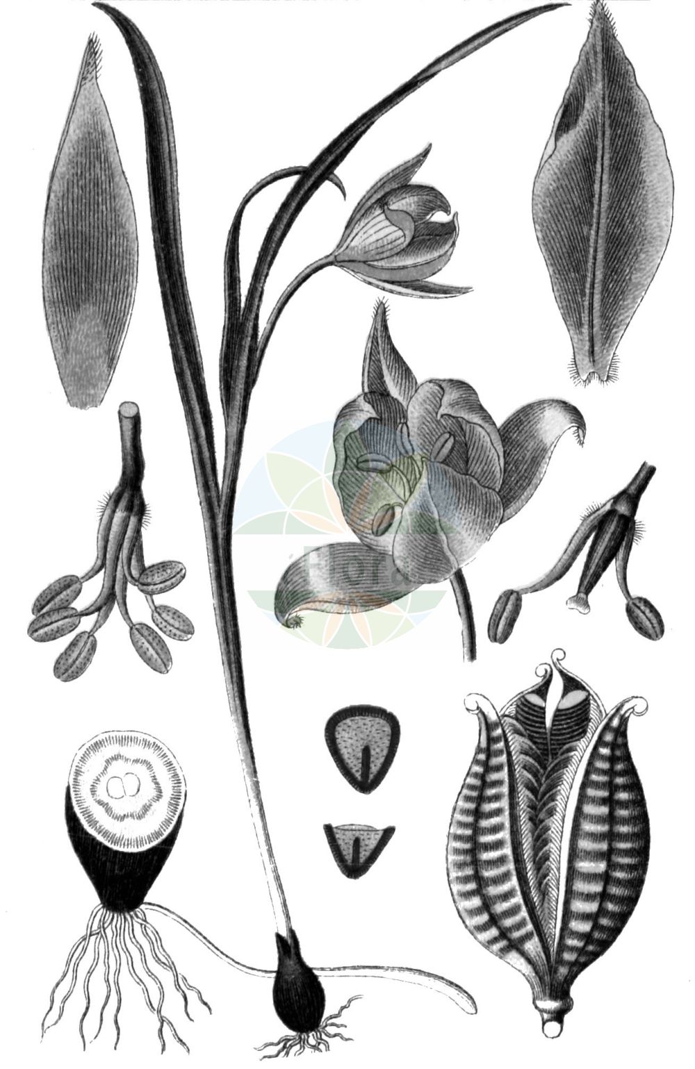 Tulipa sylvestris - Liliaceae,Plantae,Pteridobiotina,Angiosperms,Liliales,Liliaceae,Tulipa,Tulipa sylvestris,Liriopogon sylvestre, Liriopogon sylvestris,Wilde Tulpe;Wald-Tulpe;Wild-Tulpe;Weinberg-Tulpe;wild tulip;Tulipe sauvage;tulipe jaune;avant-pâques;tulipe de France;tulipe des bois;tulipán silvestre;Tulipano dei campi;tulipano selvatico;bolognino;bostulp;тюльпан лесной;sarı lâle;tulipan;burillas;tulipa sensilla;tulipa silvestre;tulipes salvatges;divlji tulipan;vildtulpan;vild tulipan;erdei tulipán;tulipán planý;tulipán lesný;metstulp;meža tulpe;villtulipan;дивља лала;girinė tulpė