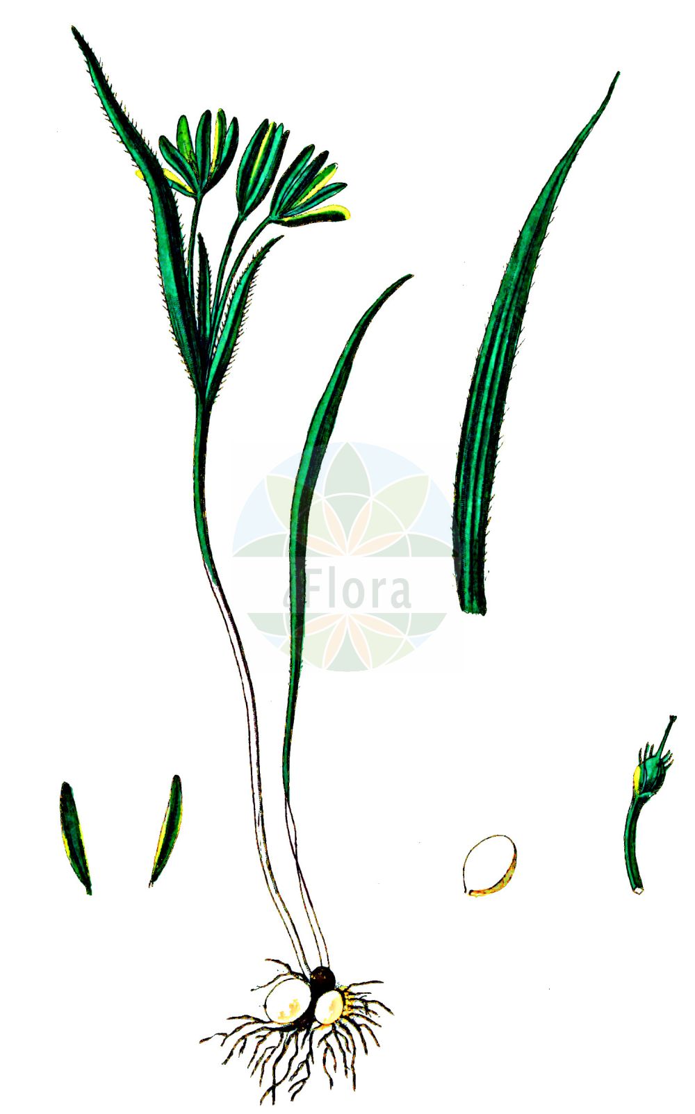 Gagea pratensis - Liliaceae,Plantae,Pteridobiotina,Angiosperms,Liliales,Liliaceae,Gagea,Gagea pratensis,Gagea bracteolaris, Gagea composita, Gagea equitans, Gagea gussonei, Gagea gussonei, Gagea lutea subsp. stenopetala, Gagea nova, Gagea polymorpha, Gagea pratensis f. angustifolia, Gagea pratensis f. exscapa, Gagea pratensis f. grandiflora, Gagea pratensis f. stenopetala, Gagea pratensis subsp. gussonei, Gagea pratensis subsp. nova, Gagea pratensis subsp. stenopetala, Gagea pratensis subsp. stenopetala, Gagea pratensis subsp. stenopetala, Gagea pratensis var. grandiflora, Gagea pratensis var. sicula, Gagea schreberi, Gagea stenopetala, Gagea stenopetala f. acaulis, Gagea stenopetala f. angustifolia, Gagea stenopetala f. exscapa, Gagea stenopetala f. grandiflora, Gagea stenopetala f. uniflora, Gagea stenopetala subsp. pratensis, Gagea stenopetala subsp. schreberi, Gagea stenopetala var. pollinensis, Gagea stenopetala var. schreberi, Gagea succedanea, Ornithogalum exscapum, Ornithogalum glaucum, Ornithogalum intermedium, Ornithogalum nudiscapum, Ornithogalum pratense, Ornithogalum schreberi, Ornithogalum simplex, Ornithogalum stenopetalum, Ornithoxanthum pratense, Ornithoxanthum stenopetalum, Stellaster pratensis,Wiesen-Goldstern;Pommerscher Goldstern;Wiesen-Gelbstern;yellow star-of-bethlehem;Etoile jaune des prés;gagée à pétales étroits;gagée des prés;Cipollaccio dei prati;gagea dei prati;weidegeelster;гусиный лук луговой;çayır yıldızı;livadno baloče;ängsvårlök;eng-guldstjerne;złoć łąkowa;travniška pasja čebulica;mezei tyúktaréj;křivatec luční;ceara ciorii;krivatec lúčny;krivec lúčny;зірочки лучні;ливаден гарвпнски лук;ливаден пачи крак;pļavas zeltstarīte;puistokäenrieska;ливадски тролучац;pievinė vištapienė;γαγέα