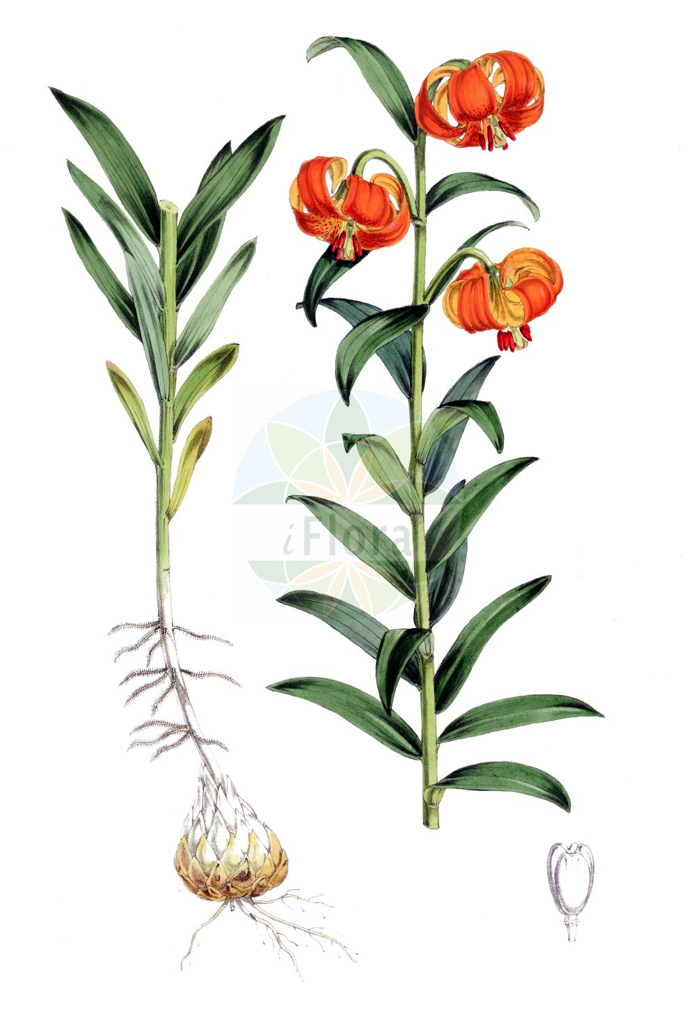 Lilium carniolicum - Liliaceae,Plantae,Pteridobiotina,Angiosperms,Liliales,Liliaceae,Lilium,Lilium carniolicum,Lilium pomponium var. carniolicum, Lilium pyrenaicum subsp. carniolicum,Krainer Lilie;Berglilie;lis de Carniole;giglio della Carnia;kranjski ljiljan;kranjska lilija;zlato jabolko