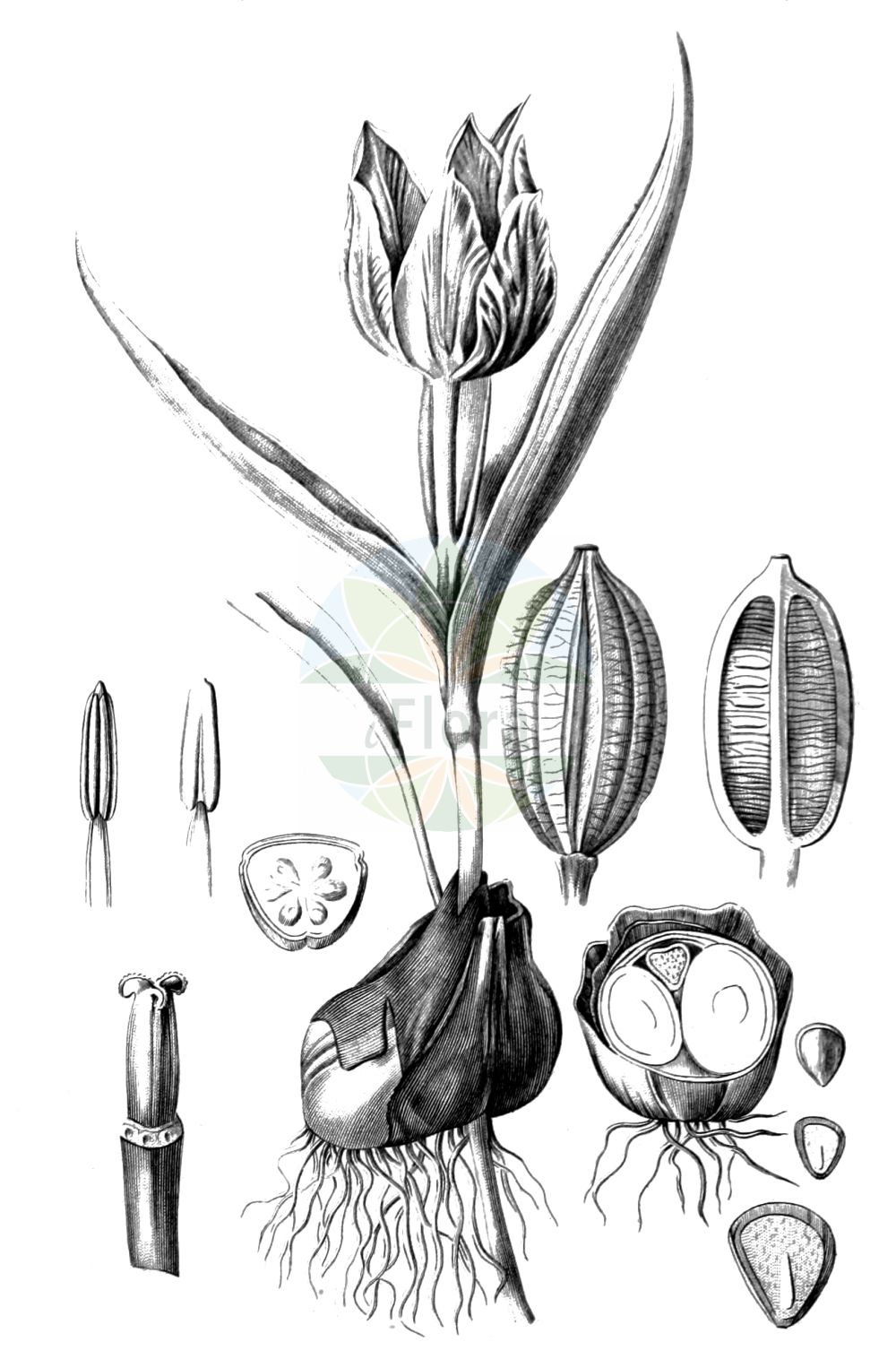 Tulipa - Liliaceae,Plantae,Pteridobiotina,Angiosperms,Liliales,Liliaceae,Tulipa,Eduardoregelia, Liriactis, Liriopogon, Orithyia, Podonix,Tulpe;tulip;tulipe;tulipán;tulipes des jardins;tulipes doubles précoces;tulipes doubles tardifs;tulipes en fleurs des lis;tulipes simples précoces;tulipes simples tardifs;tulipes doubles tardives;tulipes simples tardives