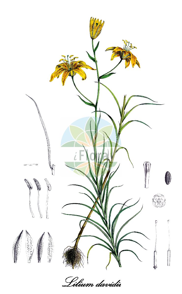 Lilium davidii - Liliaceae,Plantae,Pteridobiotina,Angiosperms,Liliales,Liliaceae,Lilium,Lilium davidii,David-Lilie;Davids-Lilie
