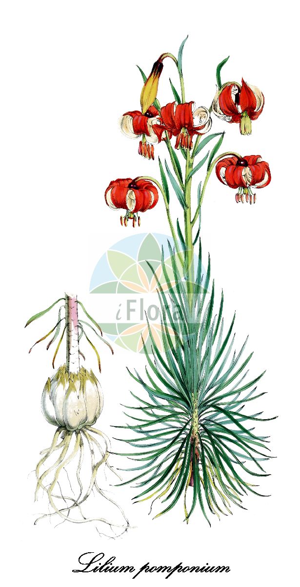 Lilium pomponium - Liliaceae,Plantae,Pteridobiotina,Angiosperms,Liliales,Liliaceae,Lilium,Lilium pomponium,Lilium angustifolium, Lilium pomponicum, Lilium rubrum, Lilium rubrum var. pomponium,Pompone-Lilie;Pracht-Lilie;lis de Pompone;lis rouge;lis turban;martagon de Pompone;ponpon;lirio rojo;giglio a fiocco;giglio pomponio