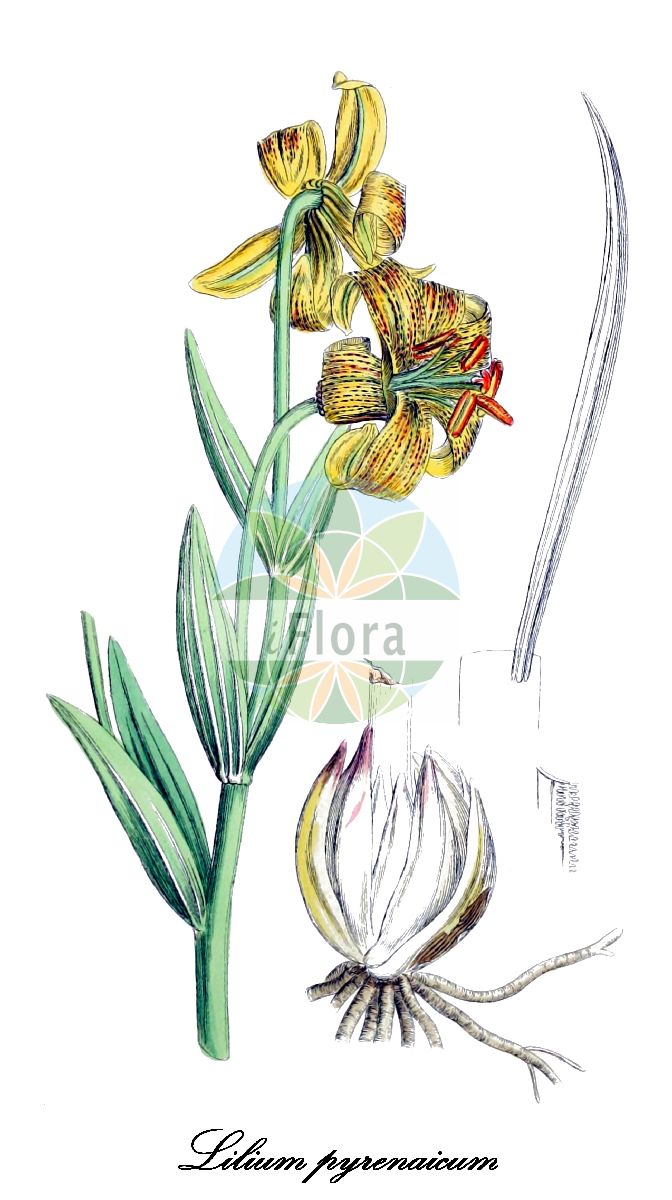 Lilium pyrenaicum - Liliaceae,Plantae,Pteridobiotina,Angiosperms,Liliales,Liliaceae,Lilium,Lilium pyrenaicum,Lilium flavum, Lilium pomponium subsp. pyrenaicum, Lilium pyrenaicum f. rubrum,Pyrenäen-Lilie;pyrenean lily;lis des Pyrénées;ajo antosil;ajo de antojil;azucena de los Pirineos;azucena del Pirineo;flor de lis;lirio des revés;consolda;consolva;llirga;lliri;marcólic groc;marcòlic groc