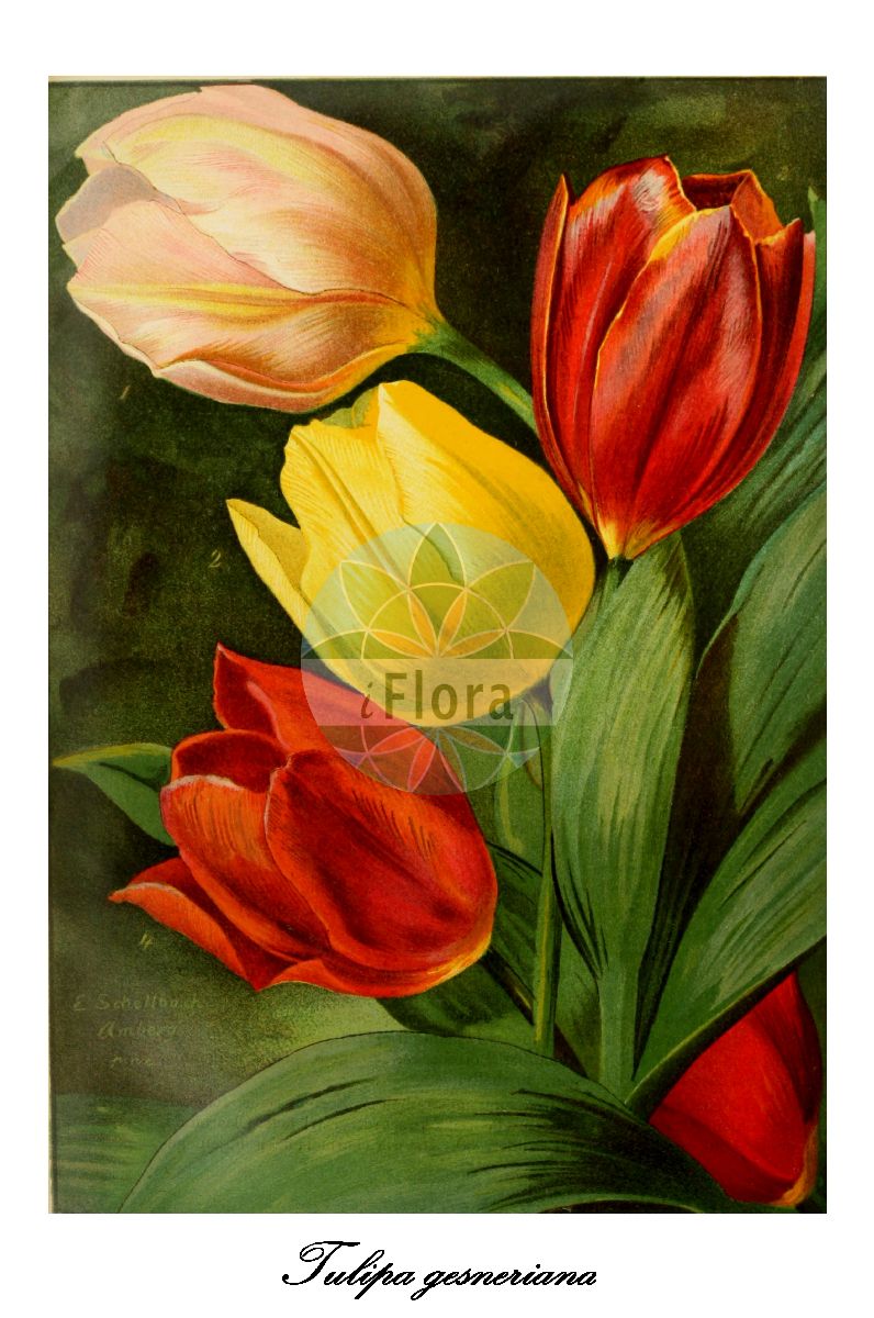 Tulipa gesneriana - Liliaceae,Plantae,Pteridobiotina,Angiosperms,Liliales,Liliaceae,Tulipa,Tulipa gesneriana,Tulipa acutiflora, Tulipa baldaccii, Tulipa bicolor, Tulipa billietiana, Tulipa bonarotiana, Tulipa campsopetala, Tulipa connivens, Tulipa connivens subsp. luteoguttata, Tulipa connivens subsp. obtusata, Tulipa connivens var. luteoguttata, Tulipa connivens var. obtusata, Tulipa cornuta, Tulipa coronaria, Tulipa didieri, Tulipa didieri subsp. billietiana, Tulipa didieri subsp. flavicans, Tulipa didieri subsp. platystigma, Tulipa didieri unr. lutea, Tulipa didieri var. billietiana, Tulipa didieri var. flavicans, Tulipa didieri var. mauriana, Tulipa didieri var. planifolia, Tulipa elegans, Tulipa etrusca, Tulipa fransoniana, Tulipa fransoniana subsp. mauriana, Tulipa fulgens, Tulipa gesneriana var. albomarginata, Tulipa gesneriana var. albooculta, Tulipa gesneriana var. dracontia, Tulipa gesneriana var. rosea, Tulipa gesneriana var. roseastriata, Tulipa gesneriana var. spathulata, Tulipa grengiolensis, Tulipa hortensis, Tulipa laciniata, Tulipa lurida, Tulipa macrospeila, Tulipa marjoletti, Tulipa marjolletii, Tulipa mauriana, Tulipa mauriannensis, Tulipa mauritiana, Tulipa media, Tulipa montana, Tulipa montisandrei, Tulipa neglecta, Tulipa neglecta subsp. atroguttata, Tulipa neglecta var. atroguttata, Tulipa norvegica, Tulipa passeriniana, Tulipa perrieri, Tulipa planifolia, Tulipa planifolia var. saracenica, Tulipa platystigma, Tulipa praecox subsp. didieri, Tulipa praecox var. billietiana, Tulipa praecox var. mauriana, Tulipa praecox var. planifolia, Tulipa praecox var. platystigma, Tulipa pubescens, Tulipa repens, Tulipa retroflexa, Tulipa rubidusa, Tulipa saracenica, Tulipa scabriscapa, Tulipa scabriscapa subvar. variopicta, Tulipa scabriscapa var. bonarotiana, Tulipa scabriscapa var. bonarotiana, Tulipa scabriscapa var. hawardeniana, Tulipa scabriscapa var. mixta, Tulipa scabriscapa var. neglecta, Tulipa scabriscapa var. primulina, Tulipa scabriscapa var. rebouliana, Tulipa scabriscapa var. sommieri, Tulipa scabriscapa var. strangulata, Tulipa sedunii, Tulipa segusiana, Tulipa serotina, Tulipa serotina var. etrusca, Tulipa sommieri, Tulipa spathulata, Tulipa stenopetala, Tulipa strangulata, Tulipa strangulata subsp. bonarotiana, Tulipa strangulata subsp. obtusa, Tulipa strangulata subsp. variopicta, Tulipa strangulata var. bonarotiana, Tulipa strangulata var. bonarotiana, Tulipa strangulata var. neglecta, Tulipa strangulata var. obtusata, Tulipa strangulata var. princeps, Tulipa strangulata var. variopicta, Tulipa stricta, Tulipa suaveolens var. passeriniana, Tulipa turcica var. media, Tulipa unguiculata, Tulipa variopicta, Tulipa viridiflora, Tulipa vitellina,Garten-Tulpe;Aime-Tulpe;Marjollets Tulpe;Didiers Tulpe;Grengjer Tulpe;Maurienne-Tulpe;garden tulip;didier's tulip;Tulipe d'Aime;Tulipe de Marjollet;Tulipe de Didier;Tulipe de Mauriana;Tulipe de Grengiols;tulipe de Gesner;tulipe des jardins;Tulipano di Didier;Tulipano di von Gesner;Tulipano di Grengiols;tulipano de Gesner;tulipan;tulpan;have-tulipan;pompás tulipán;tulipán zahradní;tulipán zahradní