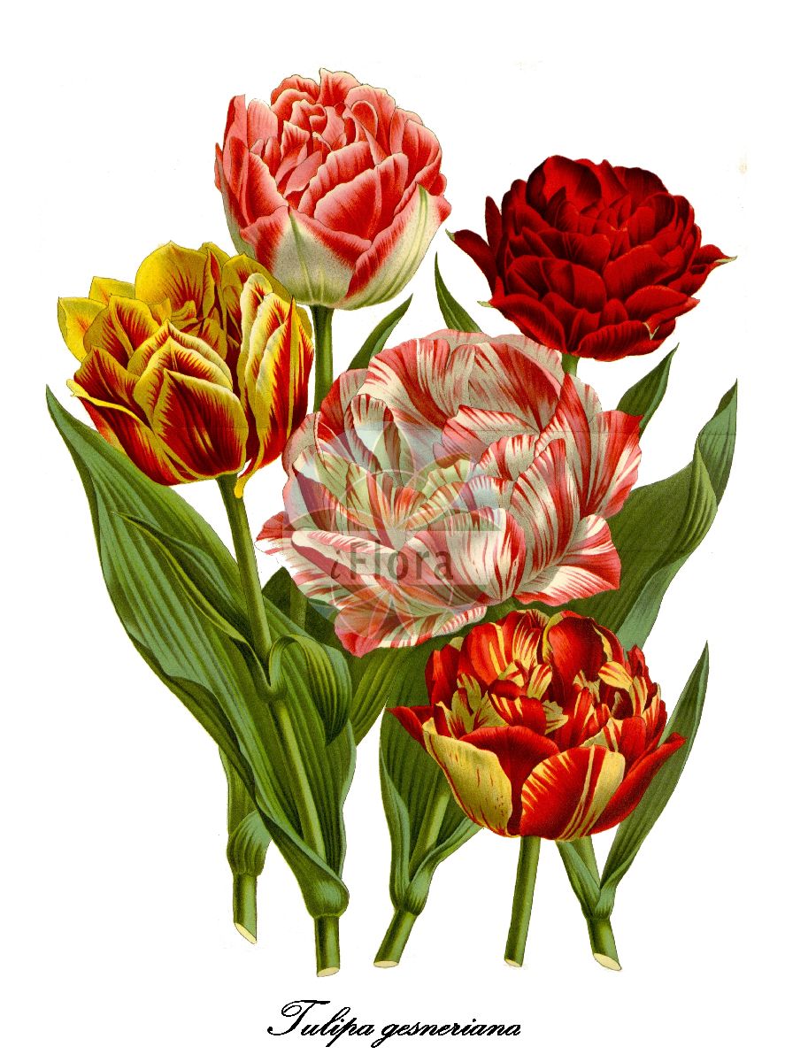 Tulipa gesneriana - Liliaceae,Plantae,Pteridobiotina,Angiosperms,Liliales,Liliaceae,Tulipa,Tulipa gesneriana,Tulipa acutiflora, Tulipa baldaccii, Tulipa bicolor, Tulipa billietiana, Tulipa bonarotiana, Tulipa campsopetala, Tulipa connivens, Tulipa connivens subsp. luteoguttata, Tulipa connivens subsp. obtusata, Tulipa connivens var. luteoguttata, Tulipa connivens var. obtusata, Tulipa cornuta, Tulipa coronaria, Tulipa didieri, Tulipa didieri subsp. billietiana, Tulipa didieri subsp. flavicans, Tulipa didieri subsp. platystigma, Tulipa didieri unr. lutea, Tulipa didieri var. billietiana, Tulipa didieri var. flavicans, Tulipa didieri var. mauriana, Tulipa didieri var. planifolia, Tulipa elegans, Tulipa etrusca, Tulipa fransoniana, Tulipa fransoniana subsp. mauriana, Tulipa fulgens, Tulipa gesneriana var. albomarginata, Tulipa gesneriana var. albooculta, Tulipa gesneriana var. dracontia, Tulipa gesneriana var. rosea, Tulipa gesneriana var. roseastriata, Tulipa gesneriana var. spathulata, Tulipa grengiolensis, Tulipa hortensis, Tulipa laciniata, Tulipa lurida, Tulipa macrospeila, Tulipa marjoletti, Tulipa marjolletii, Tulipa mauriana, Tulipa mauriannensis, Tulipa mauritiana, Tulipa media, Tulipa montana, Tulipa montisandrei, Tulipa neglecta, Tulipa neglecta subsp. atroguttata, Tulipa neglecta var. atroguttata, Tulipa norvegica, Tulipa passeriniana, Tulipa perrieri, Tulipa planifolia, Tulipa planifolia var. saracenica, Tulipa platystigma, Tulipa praecox subsp. didieri, Tulipa praecox var. billietiana, Tulipa praecox var. mauriana, Tulipa praecox var. planifolia, Tulipa praecox var. platystigma, Tulipa pubescens, Tulipa repens, Tulipa retroflexa, Tulipa rubidusa, Tulipa saracenica, Tulipa scabriscapa, Tulipa scabriscapa subvar. variopicta, Tulipa scabriscapa var. bonarotiana, Tulipa scabriscapa var. bonarotiana, Tulipa scabriscapa var. hawardeniana, Tulipa scabriscapa var. mixta, Tulipa scabriscapa var. neglecta, Tulipa scabriscapa var. primulina, Tulipa scabriscapa var. rebouliana, Tulipa scabriscapa var. sommieri, Tulipa scabriscapa var. strangulata, Tulipa sedunii, Tulipa segusiana, Tulipa serotina, Tulipa serotina var. etrusca, Tulipa sommieri, Tulipa spathulata, Tulipa stenopetala, Tulipa strangulata, Tulipa strangulata subsp. bonarotiana, Tulipa strangulata subsp. obtusa, Tulipa strangulata subsp. variopicta, Tulipa strangulata var. bonarotiana, Tulipa strangulata var. bonarotiana, Tulipa strangulata var. neglecta, Tulipa strangulata var. obtusata, Tulipa strangulata var. princeps, Tulipa strangulata var. variopicta, Tulipa stricta, Tulipa suaveolens var. passeriniana, Tulipa turcica var. media, Tulipa unguiculata, Tulipa variopicta, Tulipa viridiflora, Tulipa vitellina,Garten-Tulpe;Aime-Tulpe;Marjollets Tulpe;Didiers Tulpe;Grengjer Tulpe;Maurienne-Tulpe;garden tulip;didier's tulip;Tulipe d'Aime;Tulipe de Marjollet;Tulipe de Didier;Tulipe de Mauriana;Tulipe de Grengiols;tulipe de Gesner;tulipe des jardins;Tulipano di Didier;Tulipano di von Gesner;Tulipano di Grengiols;tulipano de Gesner;tulipan;tulpan;have-tulipan;pompás tulipán;tulipán zahradní;tulipán zahradní