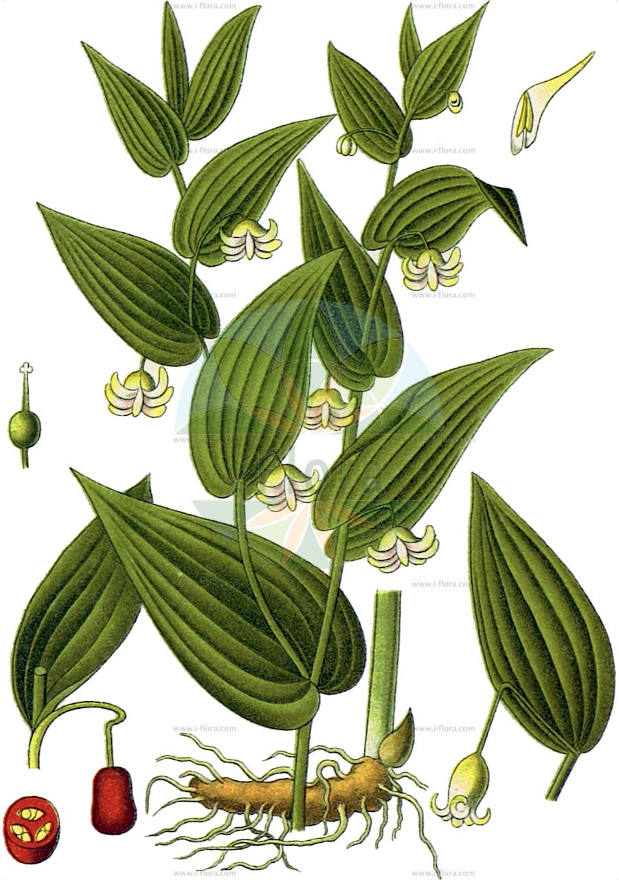 Streptopus amplexifolius - Liliaceae,Plantae,Pteridobiotina,Angiosperms,Liliales,Liliaceae,Streptopus,Streptopus amplexifolius,Convallaria amplexifolia, Convallaria dichotoma, Streptopus amplexifolius f. indivisus, Streptopus amplexifolius subsp. americanus, Streptopus amplexifolius subsp. papillatus, Streptopus amplexifolius var. americanus, Streptopus amplexifolius var. amplexifolius, Streptopus amplexifolius var. chalazatus, Streptopus amplexifolius var. denticulatus, Streptopus amplexifolius var. genuinus, Streptopus amplexifolius var. grandiflorus, Streptopus amplexifolius var. oreopolus, Streptopus amplexifolius var. papillatus, Streptopus distortus, Streptopus fassetii, Tortipes amplexifolius, Uvularia amplexicaulis, Uvularia amplexifolia, Uvularia distorta,Stängelumfassender Knotenfuß;Knotenfuß;Stengelumfassender Knotenfuß;claspleaf twistedstalk;clasping twisted-stalk;watermelon berry;white twisted-stalk;Streptope à feuilles embrassantes;laurier alexandrin des Alpes;sceau-de-Solomon noueux;streptope à feuilles amplexicaules;uvulaire;Lauro alessandrino;стрептопус стеблеобъемлющий;estrèptopus;obuhvatni čepnjak;liczydło górskie;ôba-takeshima-ran;オオバタケシマラン;navadni čepnjek;szárölelő nyelvcsap;čípek objímavý;objímavka obyčajná;стрептоп листообгортний;листообхващащ стрептопус;оштрељ