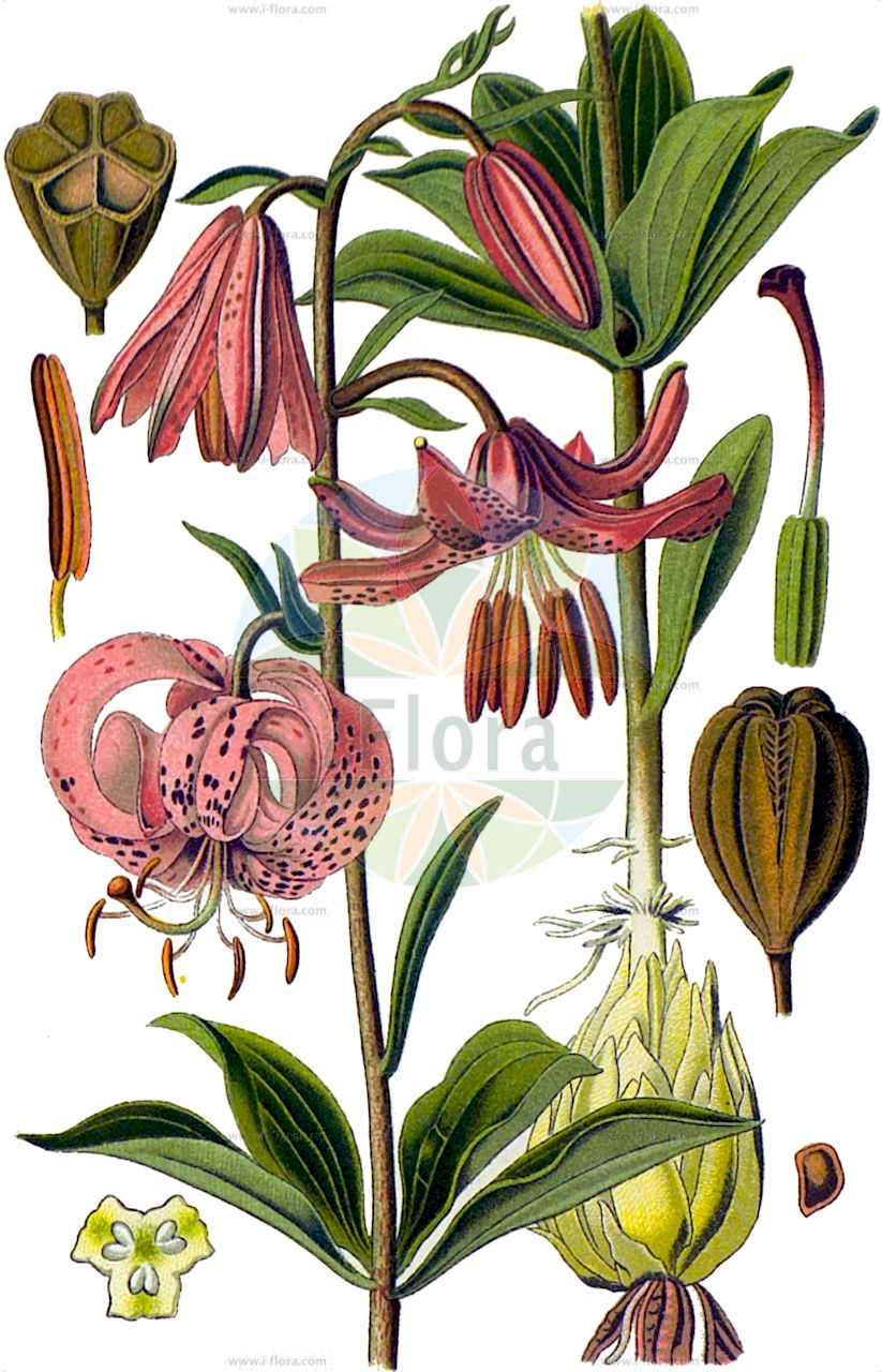 Lilium martagon - Liliaceae,Plantae,Pteridobiotina,Angiosperms,Liliales,Liliaceae,Lilium,Lilium martagon,Lilium martagon subsp. caucasicum, Lilium versicolor,Türkenbund-Lilie;Türkenbund;martagon lily;turk's cap lily;Lis martagon;lis de Catherine;petit lis du calvaire;ajo del antojil;azucena silvestre;flor de un dia;lirio amarillo;lirio bravo;lirio navarro;lirio silvestre;martagón común;samarro;Giglio martagone;turkse lelie;martagão;cangorea;lírio-amarelo;lírio-martagão;lírio-mártago;perendós;prendoa;prendoso;лилия саранка;царские кудри;sultan zambağı;zambak;consolva;herba de nuar l'os;lliri de bosc;lliri morat;marcòlic;marcòlic vermell;marcorís;zlatan;krollilja;krans-lilje;lilia złotogłów;turška lilija;zlati klobuk;turbánliliom;lilie zlatohlavá;crin de padure;ľalia zlatohlavá;лілія лісова;петров кръст;kirju liilia;martagonlilija;krøll-lilje;varjolija;miškinė lelija;xīn jiāng bǎi hé;新疆百合