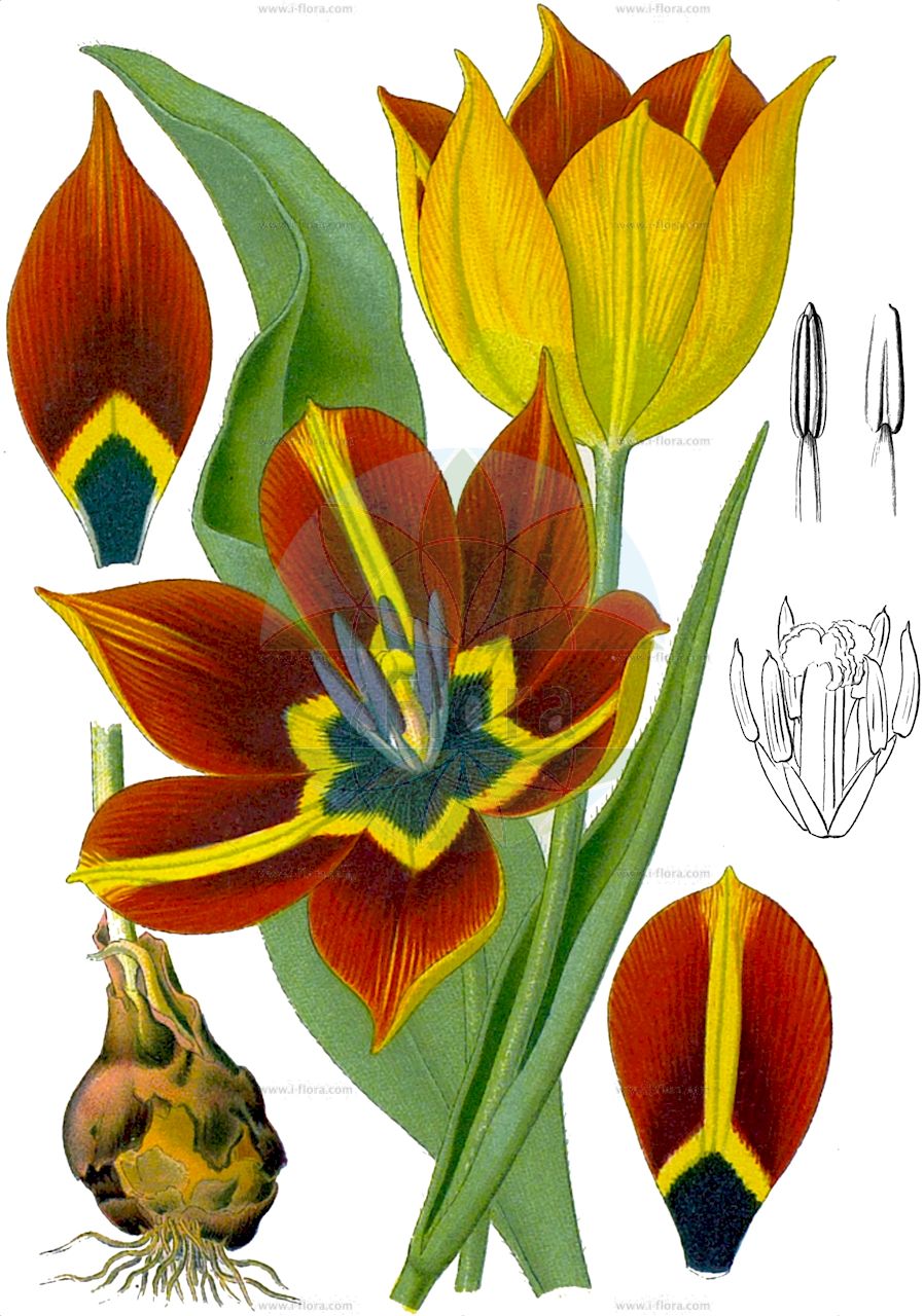 Tulipa gesneriana - Liliaceae,Plantae,Pteridobiotina,Angiosperms,Liliales,Liliaceae,Tulipa,Tulipa gesneriana,Tulipa acutiflora, Tulipa baldaccii, Tulipa bicolor, Tulipa billietiana, Tulipa bonarotiana, Tulipa campsopetala, Tulipa connivens, Tulipa connivens subsp. luteoguttata, Tulipa connivens subsp. obtusata, Tulipa connivens var. luteoguttata, Tulipa connivens var. obtusata, Tulipa cornuta, Tulipa coronaria, Tulipa didieri, Tulipa didieri subsp. billietiana, Tulipa didieri subsp. flavicans, Tulipa didieri subsp. platystigma, Tulipa didieri unr. lutea, Tulipa didieri var. billietiana, Tulipa didieri var. flavicans, Tulipa didieri var. mauriana, Tulipa didieri var. planifolia, Tulipa elegans, Tulipa etrusca, Tulipa fransoniana, Tulipa fransoniana subsp. mauriana, Tulipa fulgens, Tulipa gesneriana var. albomarginata, Tulipa gesneriana var. albooculta, Tulipa gesneriana var. dracontia, Tulipa gesneriana var. rosea, Tulipa gesneriana var. roseastriata, Tulipa gesneriana var. spathulata, Tulipa grengiolensis, Tulipa hortensis, Tulipa laciniata, Tulipa lurida, Tulipa macrospeila, Tulipa marjoletti, Tulipa marjolletii, Tulipa mauriana, Tulipa mauriannensis, Tulipa mauritiana, Tulipa media, Tulipa montana, Tulipa montisandrei, Tulipa neglecta, Tulipa neglecta subsp. atroguttata, Tulipa neglecta var. atroguttata, Tulipa norvegica, Tulipa passeriniana, Tulipa perrieri, Tulipa planifolia, Tulipa planifolia var. saracenica, Tulipa platystigma, Tulipa praecox subsp. didieri, Tulipa praecox var. billietiana, Tulipa praecox var. mauriana, Tulipa praecox var. planifolia, Tulipa praecox var. platystigma, Tulipa pubescens, Tulipa repens, Tulipa retroflexa, Tulipa rubidusa, Tulipa saracenica, Tulipa scabriscapa, Tulipa scabriscapa subvar. variopicta, Tulipa scabriscapa var. bonarotiana, Tulipa scabriscapa var. bonarotiana, Tulipa scabriscapa var. hawardeniana, Tulipa scabriscapa var. mixta, Tulipa scabriscapa var. neglecta, Tulipa scabriscapa var. primulina, Tulipa scabriscapa var. rebouliana, Tulipa scabriscapa var. sommieri, Tulipa scabriscapa var. strangulata, Tulipa sedunii, Tulipa segusiana, Tulipa serotina, Tulipa serotina var. etrusca, Tulipa sommieri, Tulipa spathulata, Tulipa stenopetala, Tulipa strangulata, Tulipa strangulata subsp. bonarotiana, Tulipa strangulata subsp. obtusa, Tulipa strangulata subsp. variopicta, Tulipa strangulata var. bonarotiana, Tulipa strangulata var. bonarotiana, Tulipa strangulata var. neglecta, Tulipa strangulata var. obtusata, Tulipa strangulata var. princeps, Tulipa strangulata var. variopicta, Tulipa stricta, Tulipa suaveolens var. passeriniana, Tulipa turcica var. media, Tulipa unguiculata, Tulipa variopicta, Tulipa viridiflora, Tulipa vitellina,Garten-Tulpe;Aime-Tulpe;Marjollets Tulpe;Didiers Tulpe;Grengjer Tulpe;Maurienne-Tulpe;garden tulip;didier's tulip;Tulipe d'Aime;Tulipe de Marjollet;Tulipe de Didier;Tulipe de Mauriana;Tulipe de Grengiols;tulipe de Gesner;tulipe des jardins;Tulipano di Didier;Tulipano di von Gesner;Tulipano di Grengiols;tulipano de Gesner;tulipan;tulpan;have-tulipan;pompás tulipán;tulipán zahradní;tulipán zahradní