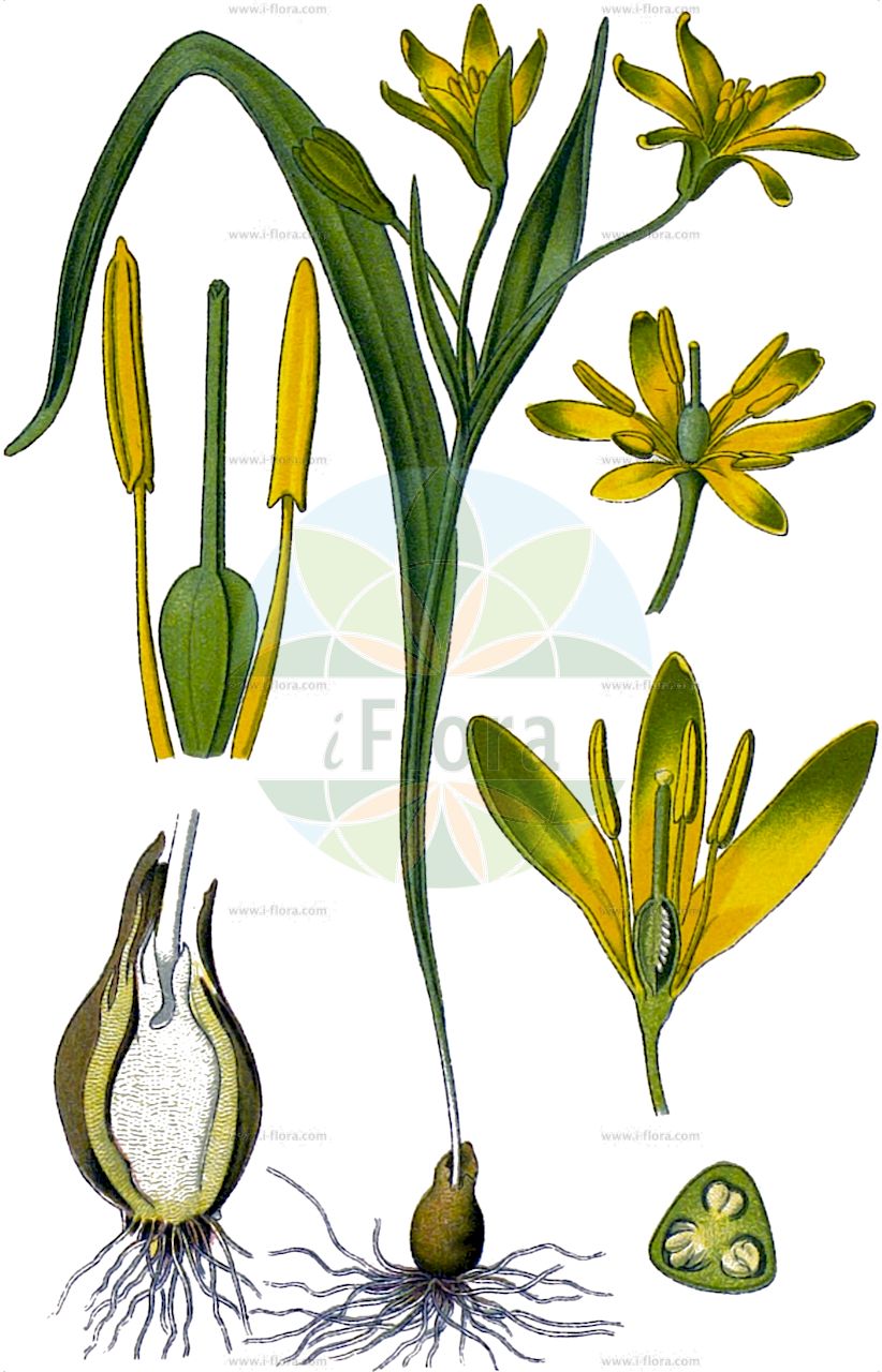 Gagea lutea - Liliaceae,Plantae,Pteridobiotina,Angiosperms,Liliales,Liliaceae,Gagea,Gagea lutea,Gagea elegans, Gagea elegans, Gagea fascicularis, Gagea fascicularis var. multiplex, Gagea glauca, Gagea glauca, Gagea indica, Gagea lowariensis, Gagea lutea f. banatica, Gagea lutea f. bulbillifera, Gagea lutea f. gracillima, Gagea lutea f. maxima, Gagea lutea f. simplex, Gagea lutea f. szepusiana, Gagea lutea f. szepusiana, Gagea lutea var. angustifolia, Gagea lutea var. australis, Gagea lutea var. australis, Gagea lutea var. banatica, Gagea lutea var. bifida, Gagea lutea var. bulbifera, Gagea lutea var. bulbifera, Gagea lutea var. foliosa, Gagea lutea var. glauca, Gagea lutea var. glauca, Gagea lutea var. glaucescens, Gagea lutea var. gracillima, Gagea lutea var. latifolia, Gagea lutea var. longifolia, Gagea lutea var. major, Gagea lutea var. maxima, Gagea lutea var. minor, Gagea lutea var. monantha, Gagea lutea var. poliphylla, Gagea lutea var. pratensis, Gagea lutea var. prolifera, Gagea lutea var. pubescens, Gagea lutea var. simplex, Gagea lutea var. spathacea, Gagea lutea var. sylvatica, Gagea lutea var. transsilvanica, Gagea lutea var. uniflora, Gagea lutea var. viridis, Gagea moorcroftiana, Gagea sylvatica, Gagea sylvatica f. cracoviensis, Gagea sylvatica f. major, Gagea sylvatica var. vistulensis, Gagea szepusiana, Gagea transsilvanica, Ornithogalum luteum, Ornithogalum majus, Ornithogalum persoonii, Ornithogalum sylvaticum, Ornithoxanthum luteum, Ornithoxanthum persoonii, Ornithoxanthum sylvaticum, Solenarium luteum, Stellaster luteus,Wald-Goldstern;Gewöhnlicher Gelbstern;Wald-Gelbstern;yellow star-of-bethlehem;Etoile jaune commune;étoile jaune;gagée à fleurs jaunes;gagée de Burnat;gagée jaune;ornithogale jaune;bulbo esculento;bulbo vomitorio;Cipollaccio stellato;gagea di Burnat;gagea gialla;bosgeelster;гусиный лук жёлтый;gage;gage e verdhë;xarvió;žuto baloče;vårlök;almindelig guldstjerne;złoć żółta;kibana-no-amana;キバナノアマナ;rumena pasja čebulica;sárga tyúktaréj;křivatec žlutý;laptele păsării;krivatec žltý;krivec žltý;зірочки жовті;жълт пачи крак;kollane kuldtäht;meža zeltstarīte;gullstjerne;isokäenrieska;балоће;жуто балоче;paprastoji vištapienė