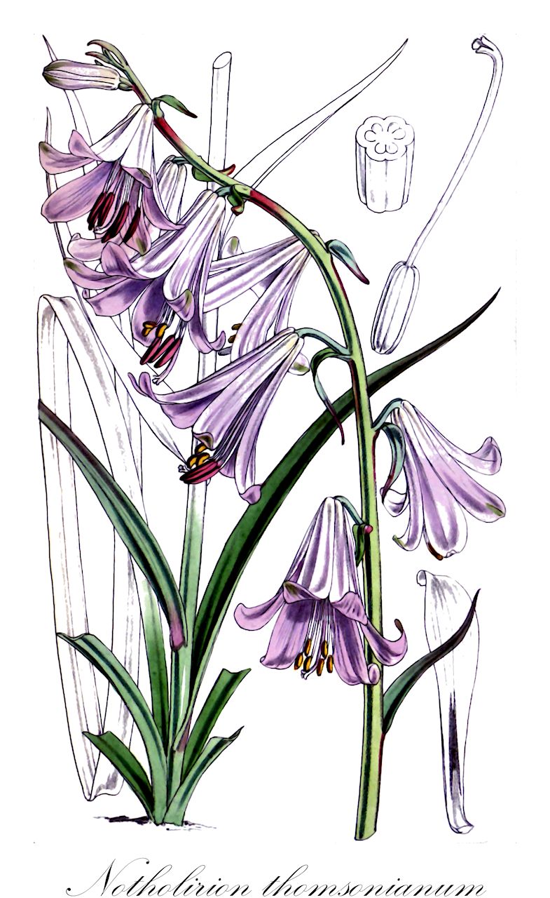 Notholirion thomsonianum - Liliaceae,Plantae,Pteridobiotina,Angiosperms,Liliales,Liliaceae,Notholirion,Notholirion thomsonianum,Fritillaria thomsoniana, Lilium longifolium, Lilium roseum, Lilium thomsonianum