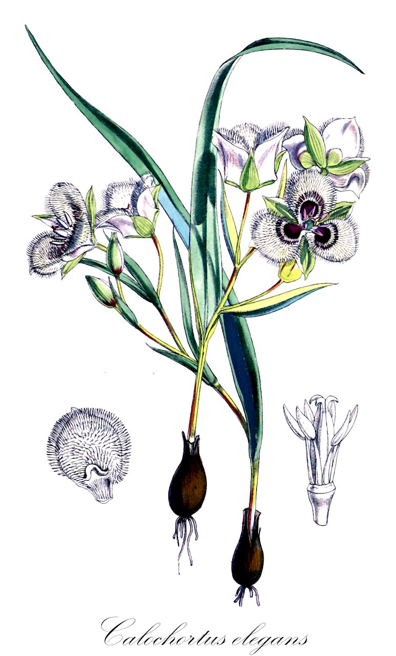 Calochortus elegans - Liliaceae,Plantae,Pteridobiotina,Angiosperms,Liliales,Liliaceae,Calochortus,Calochortus elegans,Cyclobothra elegans, Cyclobothra elegans,cat's ear