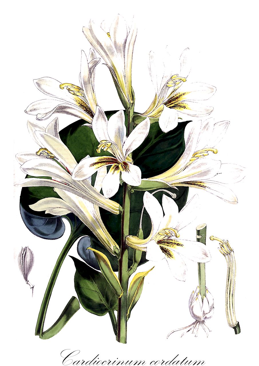 Cardiocrinum cordatum - Liliaceae,Plantae,Pteridobiotina,Angiosperms,Liliales,Liliaceae,Cardiocrinum,Cardiocrinum cordatum,Cardiocrinum cordatum f. sordidum, Cardiocrinum cordatum var. glehnii, Cardiocrinum glehnii, Hemerocallis cordata, Hemerocallis cordifolia, Lilium cordatum, Lilium cordatum f. glehnii, Lilium cordatum var. glehnii, Lilium cordifolium, Lilium glehnii, Saussurea cordifolia