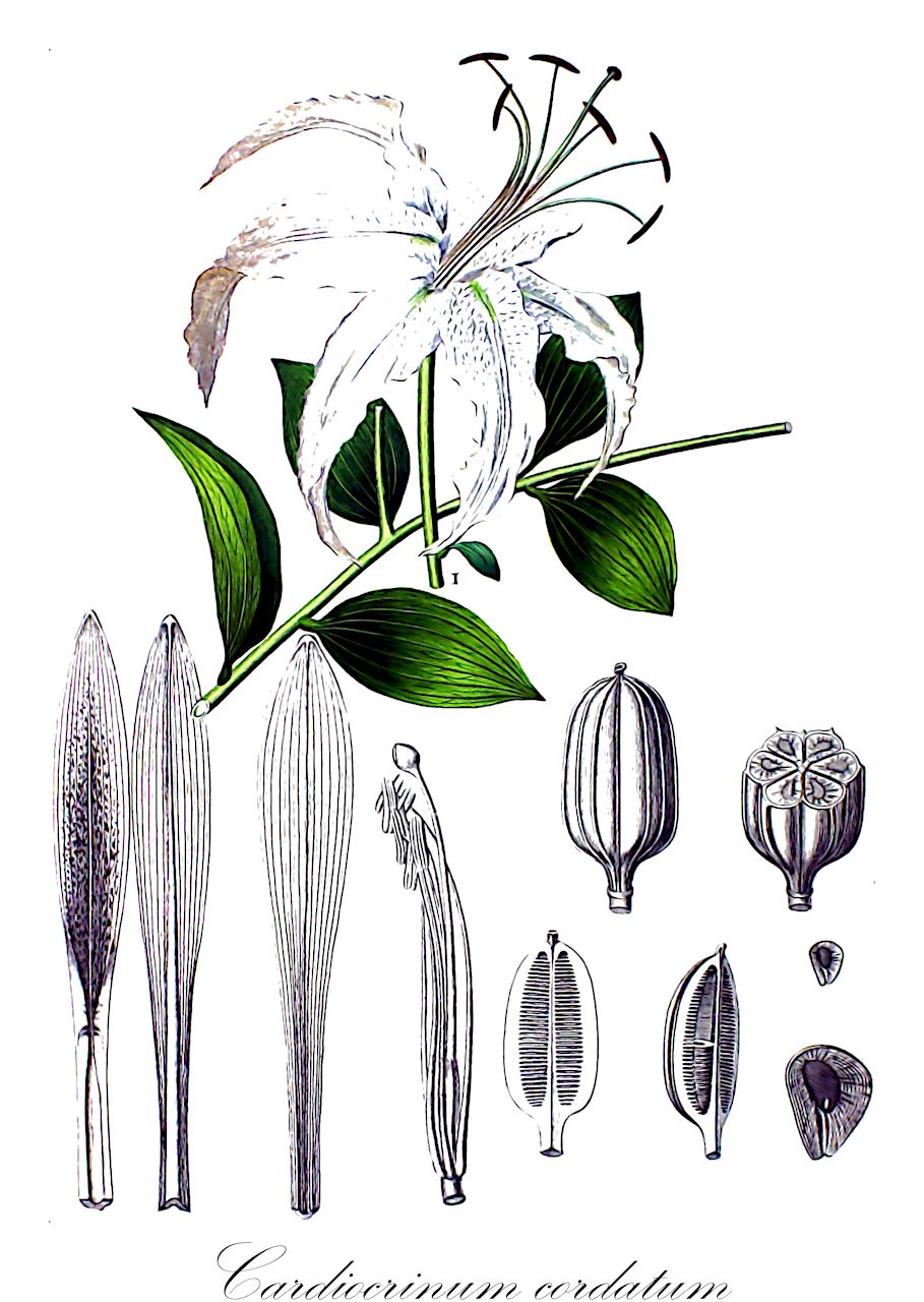 Cardiocrinum cordatum - Liliaceae,Plantae,Pteridobiotina,Angiosperms,Liliales,Liliaceae,Cardiocrinum,Cardiocrinum cordatum,Cardiocrinum cordatum f. sordidum, Cardiocrinum cordatum var. glehnii, Cardiocrinum glehnii, Hemerocallis cordata, Hemerocallis cordifolia, Lilium cordatum, Lilium cordatum f. glehnii, Lilium cordatum var. glehnii, Lilium cordifolium, Lilium glehnii, Saussurea cordifolia