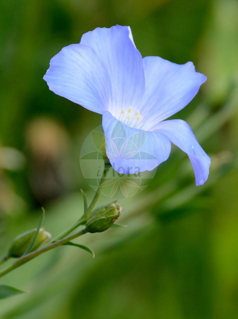 Linum alpinum - Linaceae,Plantae,Pteridobiotina,Angiosperms,Malpighiales,Linaceae,Linum,Linum alpinum,Adenolinum alpinum, Linum austriacum var. alpinum, Linum perenne subsp. alpinum, Linum perenne var. alpinum,Alpen-Lein;Berg-Lein;alpine flax;Lin des Alpes;Lino celeste;лён альпийский;lan;julijski lan