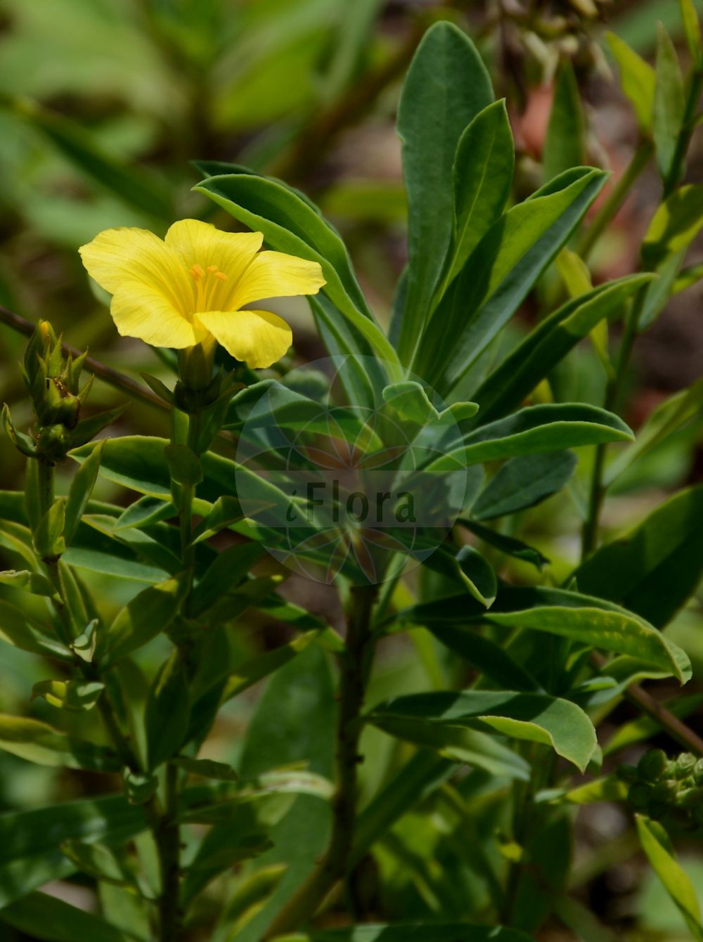 Linum flavum - Linaceae,Plantae,Pteridobiotina,Angiosperms,Malpighiales,Linaceae,Linum,Linum flavum,Xantholinum flavum,Gelber Lein;golden flax;yellow flax;lin jaune;lino giallo;geel vlas;лён жёлтый;arsız keten;çimit;li;žuti lan;guldlin;len złocisty;rumeni lan;sárga len;len žlutý;ľan žltý;льон жовтий;жълт лен;жутељица;жути лан