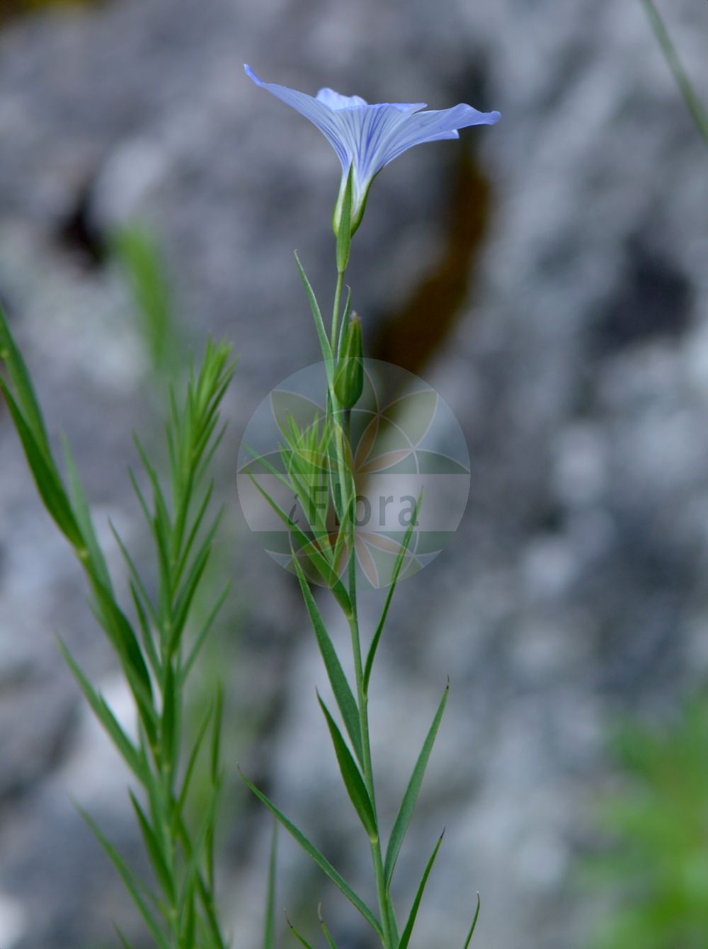 Linum narbonense - Linaceae,Plantae,Pteridobiotina,Angiosperms,Malpighiales,Linaceae,Linum,Linum narbonense,Narbonner Lein;Südfranzösischer Lein;Lin de Narbonne;lino azul;lino bravo;lino de Narbona;lino silvestre;Lino lesinino;лён нарбонский;lli de llistonar;lli de Narbona;lli de visc;llinet;maleïda blava;modri planinski lan;francoski lan