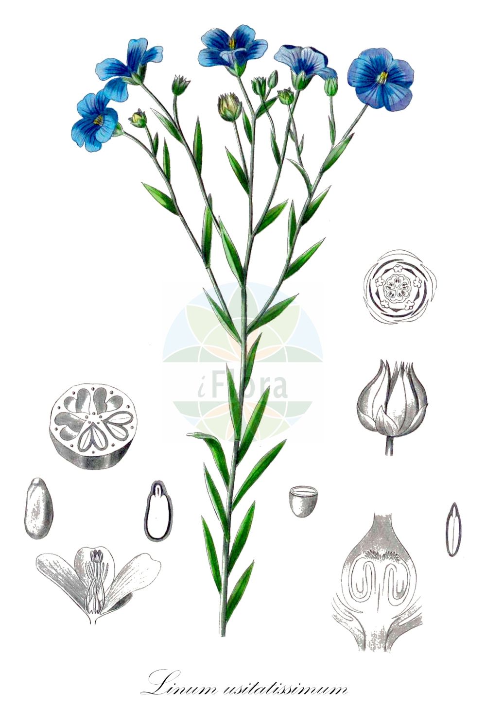 Linum usitatissimum - Linaceae,Plantae,Pteridobiotina,Angiosperms,Malpighiales,Linaceae,Linum,Linum usitatissimum,Linum angustifolium subsp. usitatissimum, Linum usitatissimum subsp. crepitans,Echter Lein;Saat-Lein;Gebauter Lein;Lein;Flachs;flax;european flax;common flax;lin cultivé;cultivated flax;linseed;Lin cultivé;lin commun;lin usuel;lino común;lino;Lino coltivato;lino comune;vlas;lijnzaad;linho;linho-comum;лён культурный;лён обыкновенный;keten;li;lli ver;pravi lan;lin;almindelig hør;len zwyczajny;navadni lan;házi len;len setý;ľan siaty;льон звичайний;льон низький;льон стрибунець;културни лен;peltopellava;pishtah tarbutit;פִּשְׁתָּה תַּרְבּוּתִית;yà má;亚麻