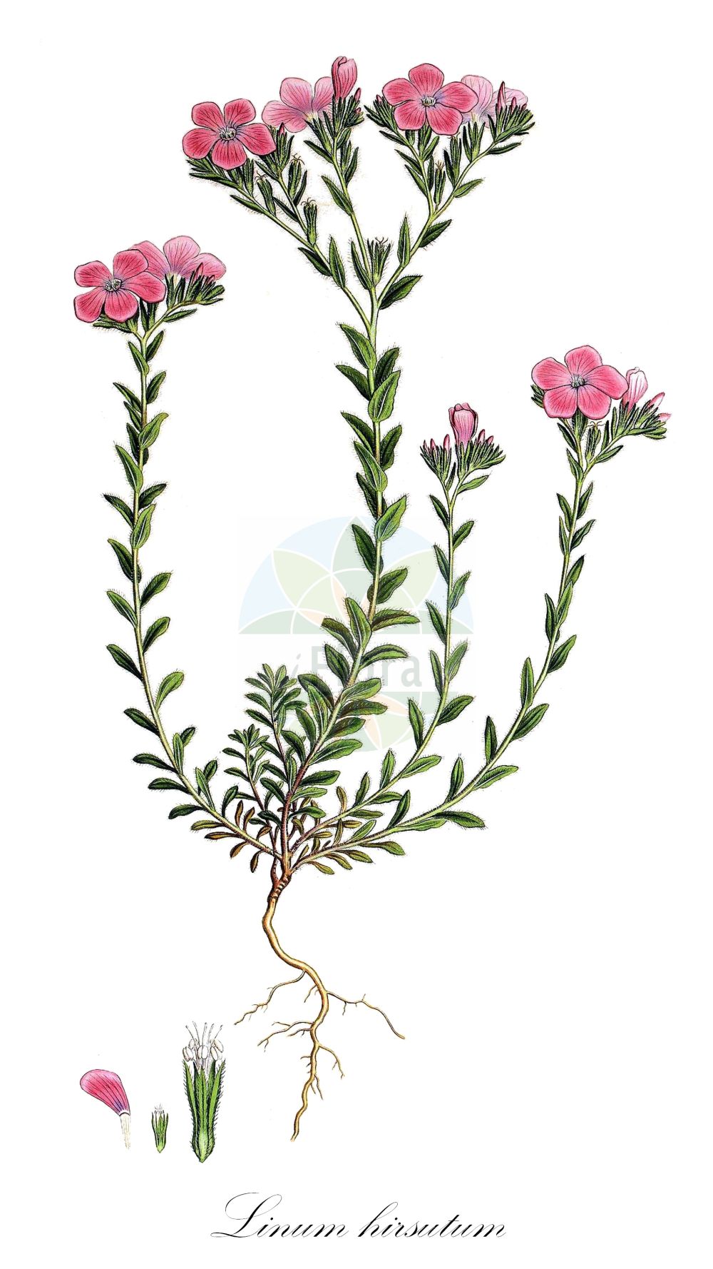 Linum hirsutum - Linaceae,Plantae,Pteridobiotina,Angiosperms,Malpighiales,Linaceae,Linum,Linum hirsutum,Rauhhaariger Lein;Zotten-Lein;Zottiger Lein;lin d'Anatolie;лён волосистый;лён жёстковолосистый;saçlı keten;li;liri qimeashpër;lan kosmati;len włochaty;kosmati lan;borzas len;len chlupatý;in mare;ľan chlpatý;льон шерстистий;льон шорсткий;влакнест лен;космат лен
