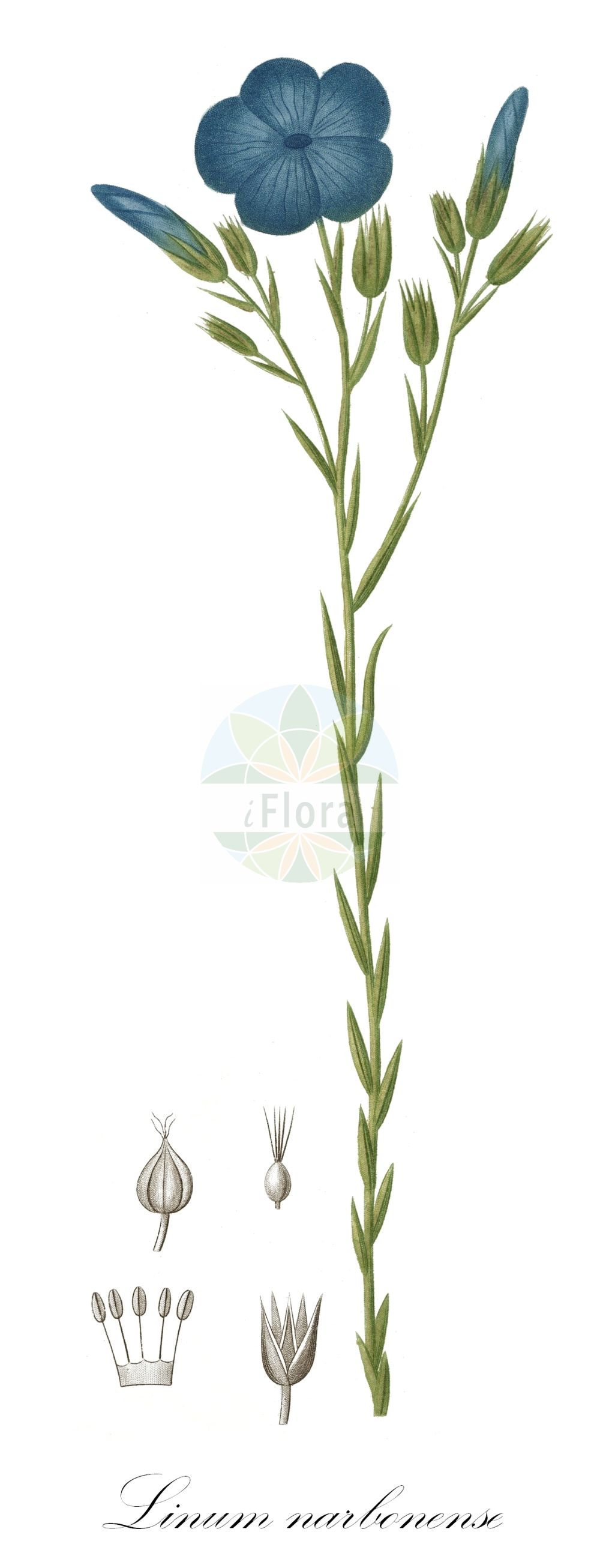 Linum narbonense - Linaceae,Plantae,Pteridobiotina,Angiosperms,Malpighiales,Linaceae,Linum,Linum narbonense,Narbonner Lein;Südfranzösischer Lein;Lin de Narbonne;lino azul;lino bravo;lino de Narbona;lino silvestre;Lino lesinino;лён нарбонский;lli de llistonar;lli de Narbona;lli de visc;llinet;maleïda blava;modri planinski lan;francoski lan