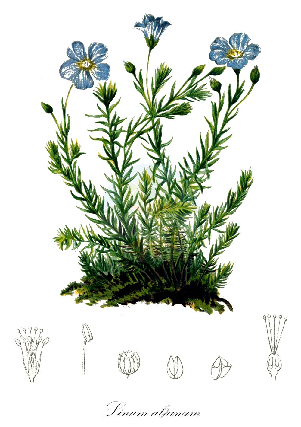 Linum alpinum - Linaceae,Plantae,Pteridobiotina,Angiosperms,Malpighiales,Linaceae,Linum,Linum alpinum,Adenolinum alpinum, Linum austriacum var. alpinum, Linum perenne subsp. alpinum, Linum perenne var. alpinum,Alpen-Lein;Berg-Lein;alpine flax;Lin des Alpes;Lino celeste;лён альпийский;lan;julijski lan