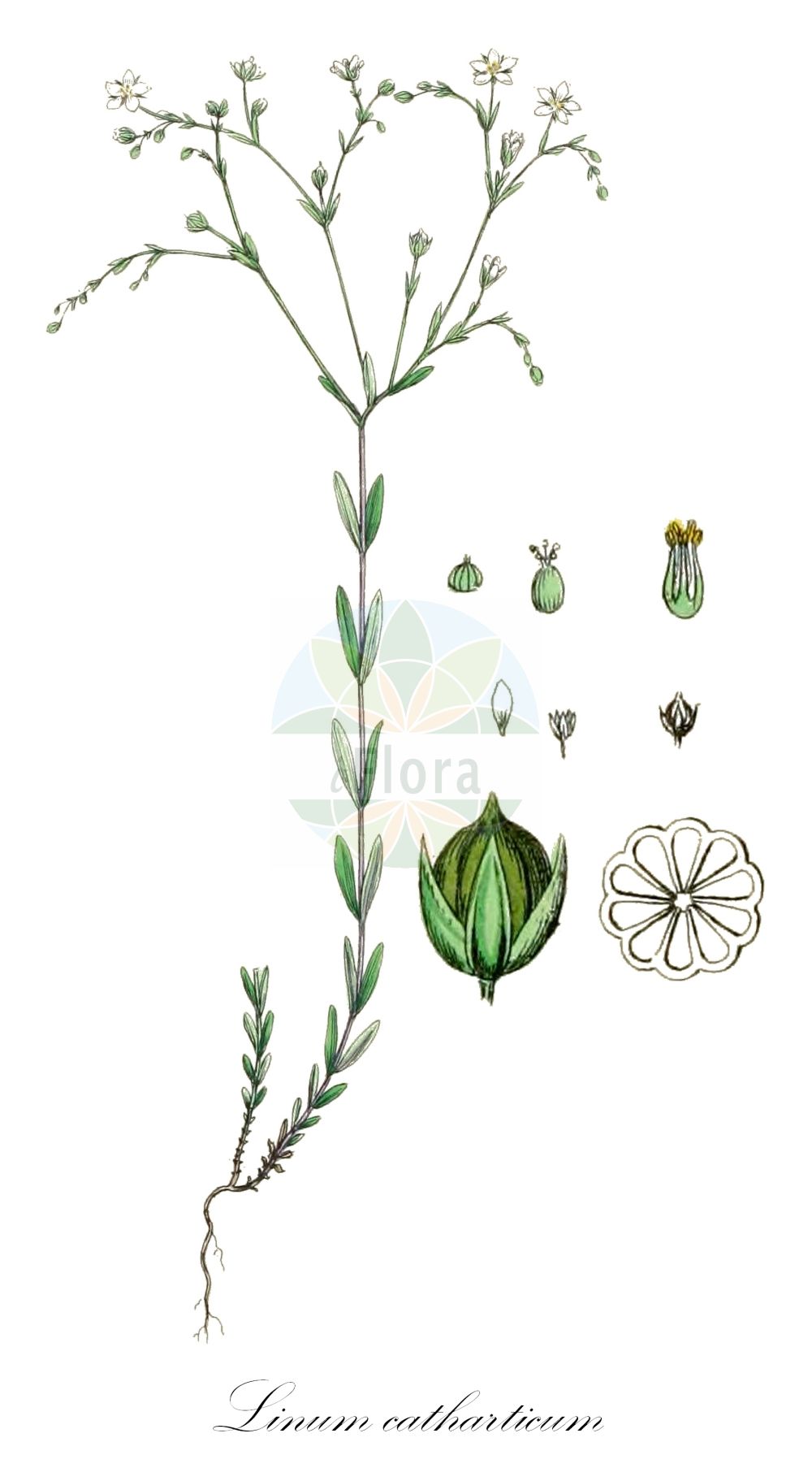 Linum catharticum - Linaceae,Plantae,Pteridobiotina,Angiosperms,Malpighiales,Linaceae,Linum,Linum catharticum,Cathartolinum catharticum, Cathartolinum pratense, Nezera cathartica,Purgier-Lein;Abführ-Lein;Wiesen-Lein;Gewöhnlicher Purgier-Lein;fairy flax;purging flax;lin purgatif;Lin purgatif;cantilagua;lino purgante;Lino purgativo;savonina;purgeervlas;geelhartje;geelhaartje;linho-purgante;лен слабительный;лён слабительный;arsız keten;li;liridlirues;canxalaigua d'Espanya;canxilagües;lli bord;lli catàrtic;lli purgant;llinet purgant;bijeložuti lan;vild lin;wildlin;vild hør;len przeczyszczający;predivec;békalen;len počistivý;ľan prečisťujúci;льон проносний;слабителен лен;aaslina;pļavas liniņš;vill-lin;ahopellava;villilín;протулисни лан;чистилац лан;pievinis linas
