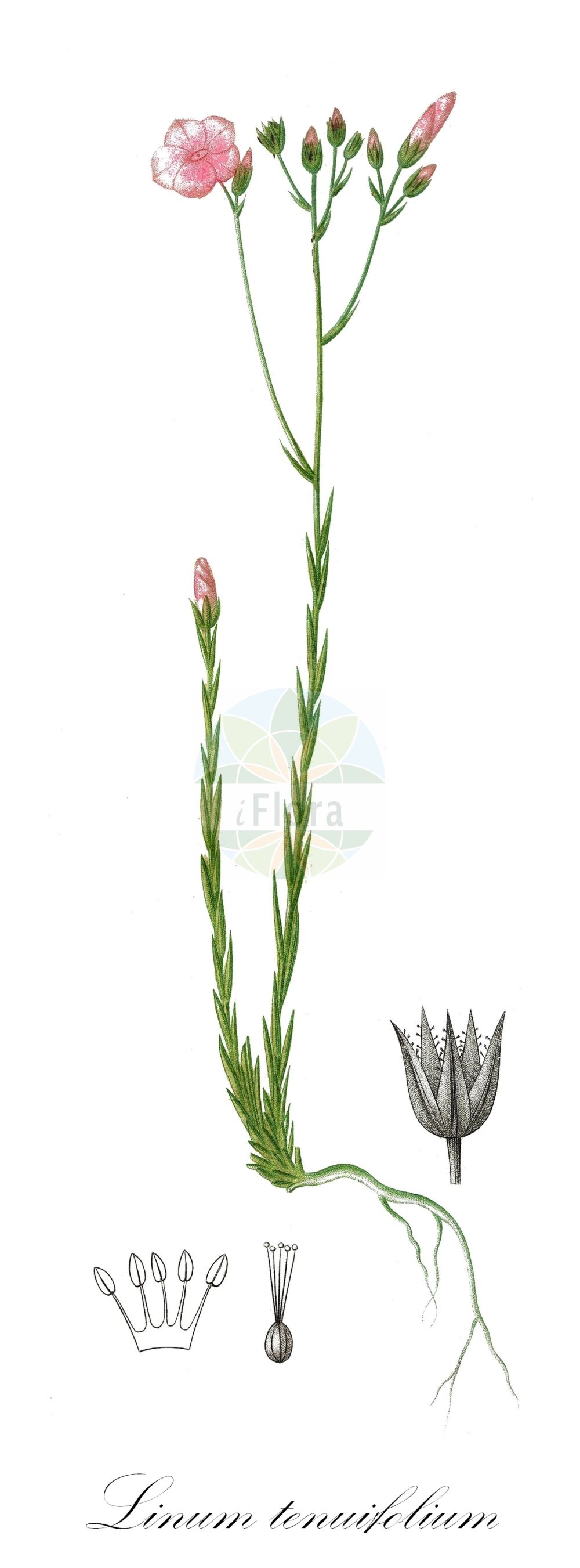 Linum tenuifolium - Linaceae,Plantae,Pteridobiotina,Angiosperms,Malpighiales,Linaceae,Linum,Linum tenuifolium,Cathartolinum tenuifolium, Leucolinum tenuifolium, Linum biforme, Linum biforme f. tenuifolium, Linum biforme subsp. tenuifolium, Linum cilicicum,Schmalblättriger Lein;Feinblatt-Lein;Schmalblatt-Lein;Zarter Lein;Feinblättriger Lein;narrow-leaved flax;Lin à feuilles menues;lin à deux formes;lin à feuilles étroites;lin à feuilles ténues;lin à petites feuilles;Lino montano;smal vlas;лён тонколистный;лён узколистный;narin keten;li;liri gjethehollë;lli blanc;tankolisni lan;drobnolistni lan;árlevelű len;len tenkolistý;ľan tenkolistý;льон тонколистий;теснолистен лен;ситан ланик