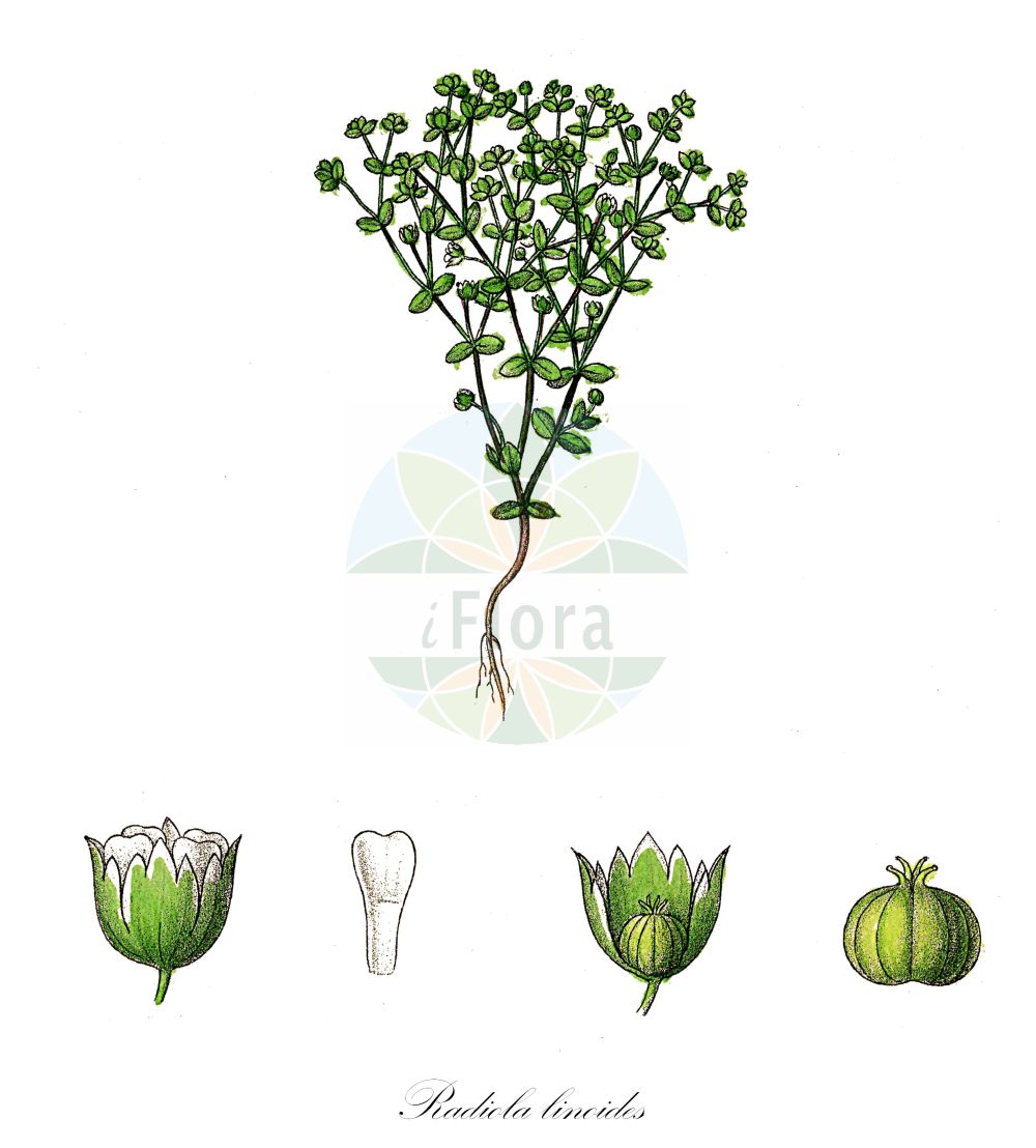 Radiola linoides - Linaceae,Plantae,Pteridobiotina,Angiosperms,Malpighiales,Linaceae,Radiola,Radiola linoides,Linodes radiola, Linum exiguum, Linum millegranum, Linum multiflorum, Linum radiola, Linum tetrapetalum, Millegrana radiola, Millegrana radiola var. emarginata, Radiola dichotoma, Radiola filiformis, Radiola linoidea, Radiola linoides var. emarginata, Radiola millegrana, Radiola multiflora, Radiola multiflora var. emarginata, Radiola radiola, Radiola tetrapetala,Zwergflachs;Zwerg-Lein;allseed;radiole faux-lin;faux-lin;radiole;linillo humilde;radiola;falso-lino;dwergvlas;радиола льновидная;yoz keten;radiolë;radiola;nježni sulanak;dvärglin;tusindfrø;lenek stoziarn;navadni pritlikavček;csepplen;stozrník lnovitý;ľanček ľanovitý;радіола льновидна;леновидна радиола;pisilina;linu starenīte;dverglin;lininė žarotūnė