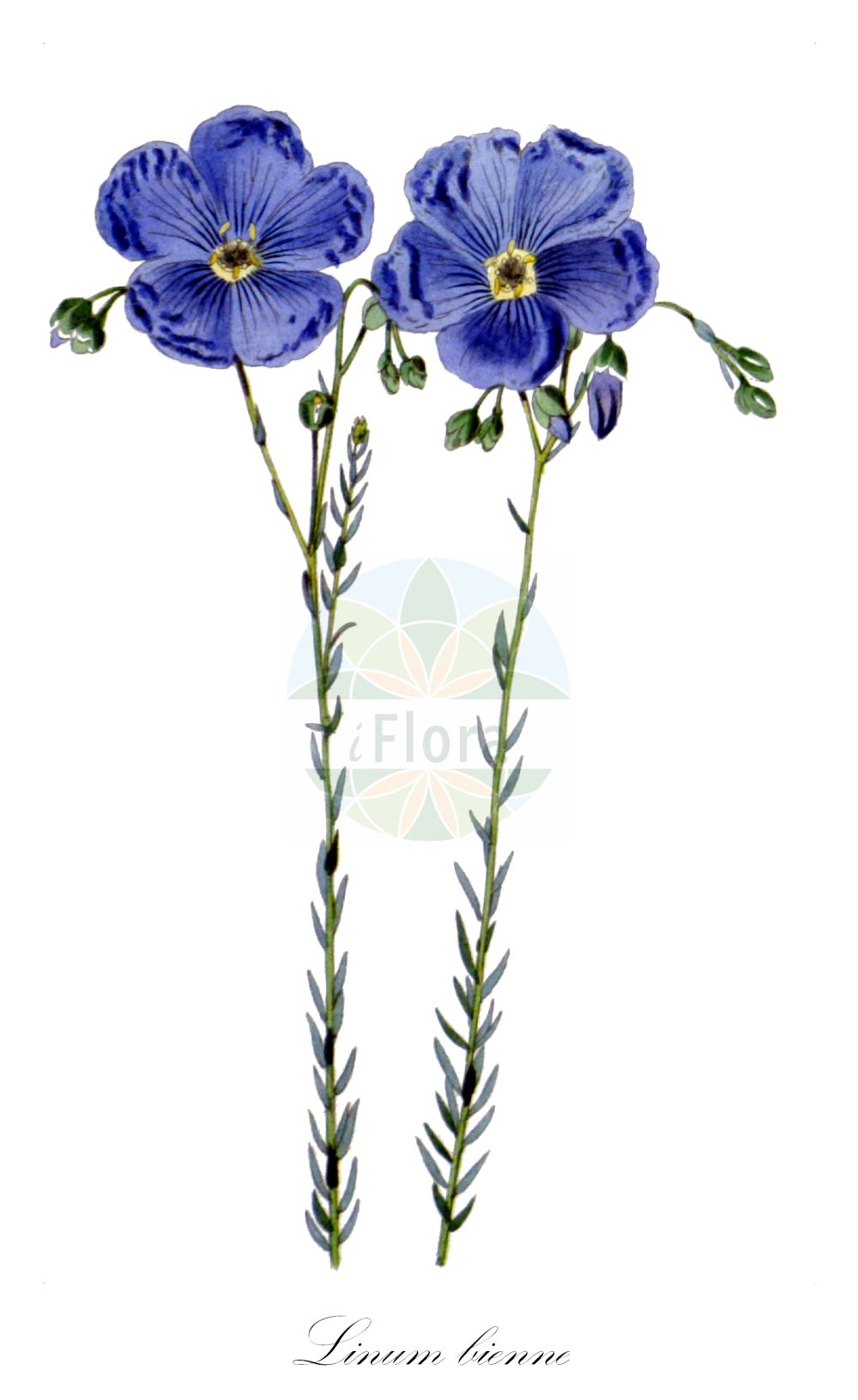 Linum bienne - Linaceae,Plantae,Pteridobiotina,Angiosperms,Malpighiales,Linaceae,Linum,Linum bienne,Adenolinum angustifolium, Cathartolinum agreste, Cathartolinum multicaule, Linum acuminatum, Linum affine, Linum agrestre, Linum ambiguum, Linum angustifolium, Linum angustifolium f. arenicola, Linum angustifolium f. clandestinum, Linum angustifolium prol. ambiguum, Linum angustifolium subvar. nanum, Linum angustifolium var. agreste, Linum angustifolium var. ambiguum, Linum angustifolium var. cribrosum, Linum angustifolium var. elatior, Linum angustifolium var. genuinum, Linum angustifolium var. imperforatum, Linum angustifolium var. siculum, Linum angustifolium var. submicranthum, Linum arvense, Linum bienne f. punctatum, Linum bienne var. nanum, Linum bienne var. papillosum, Linum bienne var. siculum, Linum cribrosum, Linum dehiscens, Linum dehiscens subsp. angustifolium, Linum hispanicum, Linum hispanicum f. cribrosum, Linum hispanicum f. imperforatum, Linum hispanicum var. ambiguum, Linum marginatum, Linum multicaule, Linum perenne var. pyrenaicum, Linum pyrenaicum, Linum siculum, Linum tenuifolium, Linum usitatissimum f. angustifolium, Linum usitatissimum subsp. angustifolium, Linum usitatissimum subsp. bienne, Linum usitatissimum subsp. hispanicum, Linum usitatissimum var. ambiguum, Linum usitatissimum var. angustifolium, Linum usitatissimum var. cribrosum, Linum usitatissimum var. imperforatum, Linum usitatissimum var. siculum, Linum viscosum var. brachiatum, Linum viscosum var. pyrenaicum,Zweijähriger Lein;Wild-Lein;pale flax;narrow-leaved flax;Lin bisannuel;lin à feuilles étroites;lino bravo;lino burdo;lino silvestre;Lino selvatico;smalbladig vlas;linho-bravo;linho-da-terra;linho-do-inverno;linho-galego;linho-morisco;linho-silvestre;лён двулетний;лён узколистный;deli keten;li;lli bord;lli de prat;uskolisni lan;dvoletni lan;льон вузьколистий;двугодишен лен;pishtah tzarat-'alim;פִּשְׁתָּה צָרַת-עָלִים