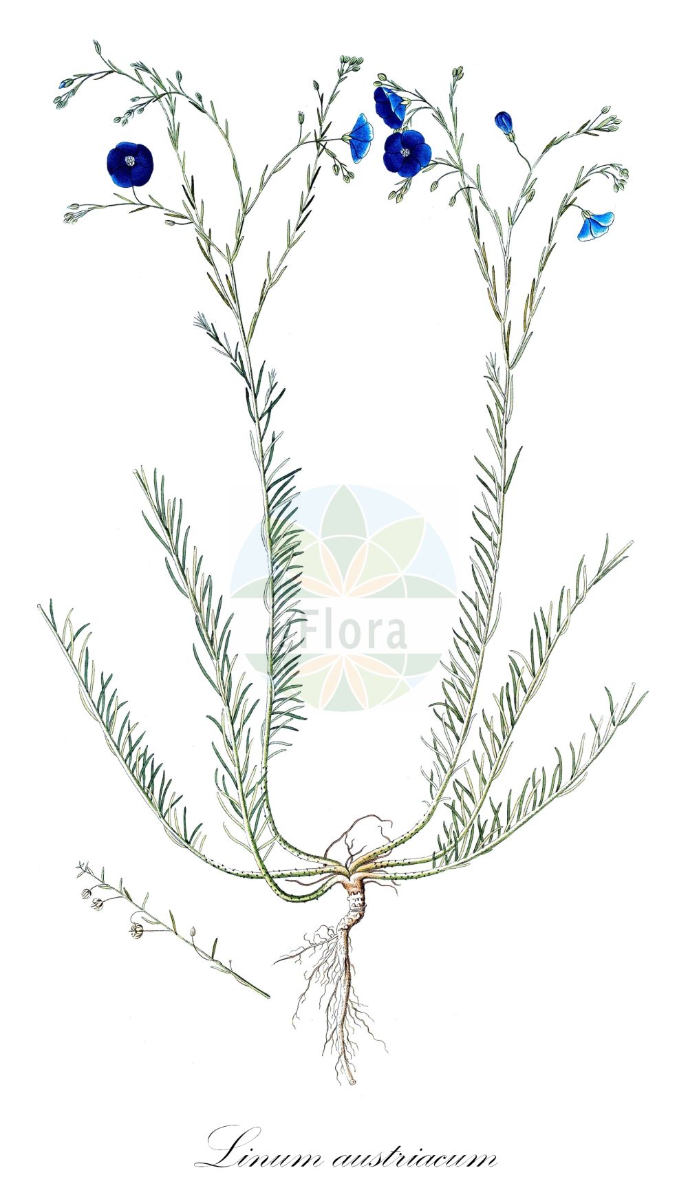 Linum austriacum - Linaceae,Plantae,Pteridobiotina,Angiosperms,Malpighiales,Linaceae,Linum,Linum austriacum,Adenolinum austriacum, Adenolinum barbulatum, Linum alpinum subsp. austriacum, Linum perenne subsp. austriacum, Linum perenne var. austriacum,Österreichischer Lein;Österreicher Lein;asian flax;austrian flax;Lin d'Autriche;lin des Alpes;lin des collines;lino austríaco;Lino d'Austria;lino austríaco;австрийский лён;лён австрийский;zeyrek;li;liri austriak;lli austríac;lan rupičasti;klipplin;Østrigsk hør;len austriacki;tommasinijev lan;hegyi len;len rakouský;ľan rakúsky;австрийски лен