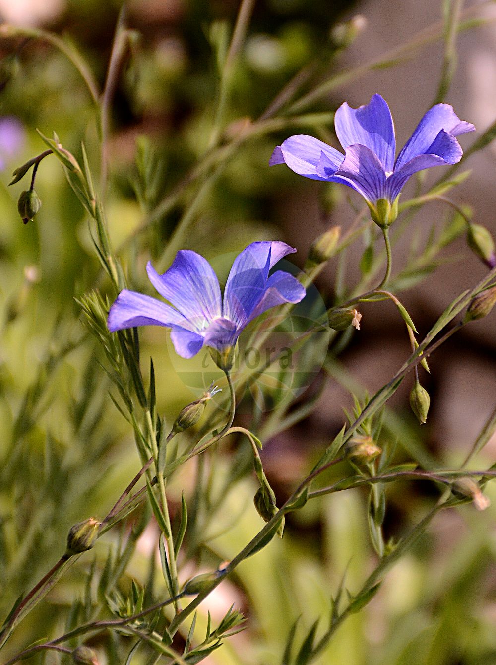 Linum alpinum - Linaceae,Plantae,Pteridobiotina,Angiosperms,Malpighiales,Linaceae,Linum,Linum alpinum,Adenolinum alpinum, Linum austriacum var. alpinum, Linum perenne subsp. alpinum, Linum perenne var. alpinum,Alpen-Lein;Berg-Lein;alpine flax;Lin des Alpes;Lino celeste;лён альпийский;lan;julijski lan