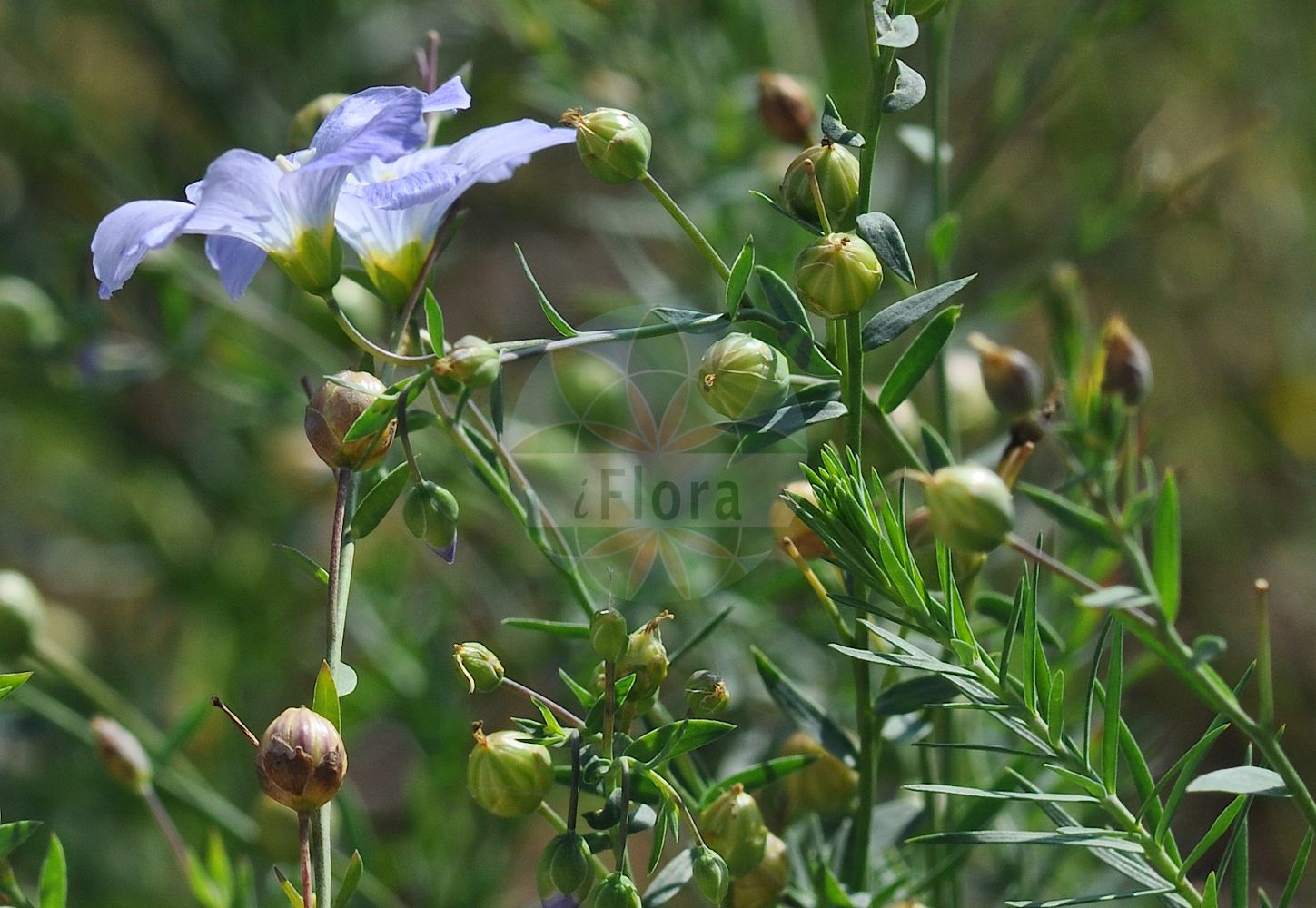 Linum bienne - Linaceae,Plantae,Pteridobiotina,Angiosperms,Malpighiales,Linaceae,Linum,Linum bienne,Adenolinum angustifolium, Cathartolinum agreste, Cathartolinum multicaule, Linum acuminatum, Linum affine, Linum agrestre, Linum ambiguum, Linum angustifolium, Linum angustifolium f. arenicola, Linum angustifolium f. clandestinum, Linum angustifolium prol. ambiguum, Linum angustifolium subvar. nanum, Linum angustifolium var. agreste, Linum angustifolium var. ambiguum, Linum angustifolium var. cribrosum, Linum angustifolium var. elatior, Linum angustifolium var. genuinum, Linum angustifolium var. imperforatum, Linum angustifolium var. siculum, Linum angustifolium var. submicranthum, Linum arvense, Linum bienne f. punctatum, Linum bienne var. nanum, Linum bienne var. papillosum, Linum bienne var. siculum, Linum cribrosum, Linum dehiscens, Linum dehiscens subsp. angustifolium, Linum hispanicum, Linum hispanicum f. cribrosum, Linum hispanicum f. imperforatum, Linum hispanicum var. ambiguum, Linum marginatum, Linum multicaule, Linum perenne var. pyrenaicum, Linum pyrenaicum, Linum siculum, Linum tenuifolium, Linum usitatissimum f. angustifolium, Linum usitatissimum subsp. angustifolium, Linum usitatissimum subsp. bienne, Linum usitatissimum subsp. hispanicum, Linum usitatissimum var. ambiguum, Linum usitatissimum var. angustifolium, Linum usitatissimum var. cribrosum, Linum usitatissimum var. imperforatum, Linum usitatissimum var. siculum, Linum viscosum var. brachiatum, Linum viscosum var. pyrenaicum,Zweijähriger Lein;Wild-Lein;pale flax;narrow-leaved flax;Lin bisannuel;lin à feuilles étroites;lino bravo;lino burdo;lino silvestre;Lino selvatico;smalbladig vlas;linho-bravo;linho-da-terra;linho-do-inverno;linho-galego;linho-morisco;linho-silvestre;лён двулетний;лён узколистный;deli keten;li;lli bord;lli de prat;uskolisni lan;dvoletni lan;льон вузьколистий;двугодишен лен;pishtah tzarat-'alim;פִּשְׁתָּה צָרַת-עָלִים
