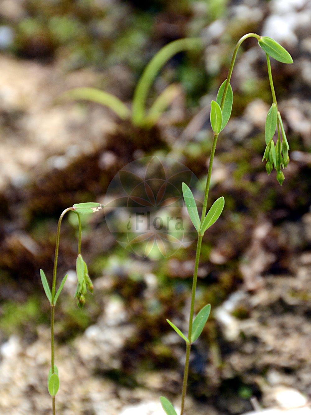 Linum catharticum - Linaceae,Plantae,Pteridobiotina,Angiosperms,Malpighiales,Linaceae,Linum,Linum catharticum,Cathartolinum catharticum, Cathartolinum pratense, Nezera cathartica,Purgier-Lein;Abführ-Lein;Wiesen-Lein;Gewöhnlicher Purgier-Lein;fairy flax;purging flax;lin purgatif;Lin purgatif;cantilagua;lino purgante;Lino purgativo;savonina;purgeervlas;geelhartje;geelhaartje;linho-purgante;лен слабительный;лён слабительный;arsız keten;li;liridlirues;canxalaigua d'Espanya;canxilagües;lli bord;lli catàrtic;lli purgant;llinet purgant;bijeložuti lan;vild lin;wildlin;vild hør;len przeczyszczający;predivec;békalen;len počistivý;ľan prečisťujúci;льон проносний;слабителен лен;aaslina;pļavas liniņš;vill-lin;ahopellava;villilín;протулисни лан;чистилац лан;pievinis linas