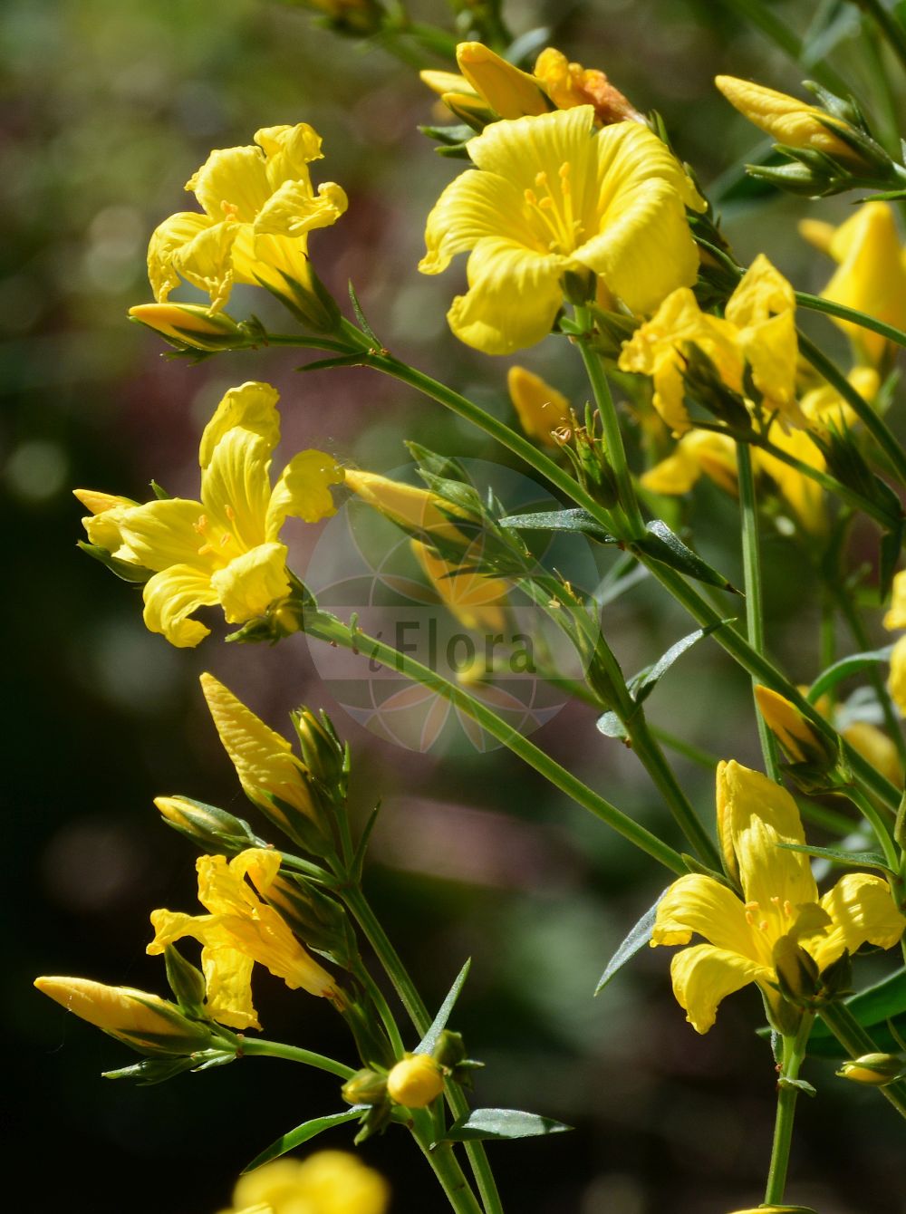 Linum flavum - Linaceae,Plantae,Pteridobiotina,Angiosperms,Malpighiales,Linaceae,Linum,Linum flavum,Xantholinum flavum,Gelber Lein;golden flax;yellow flax;lin jaune;lino giallo;geel vlas;лён жёлтый;arsız keten;çimit;li;žuti lan;guldlin;len złocisty;rumeni lan;sárga len;len žlutý;ľan žltý;льон жовтий;жълт лен;жутељица;жути лан