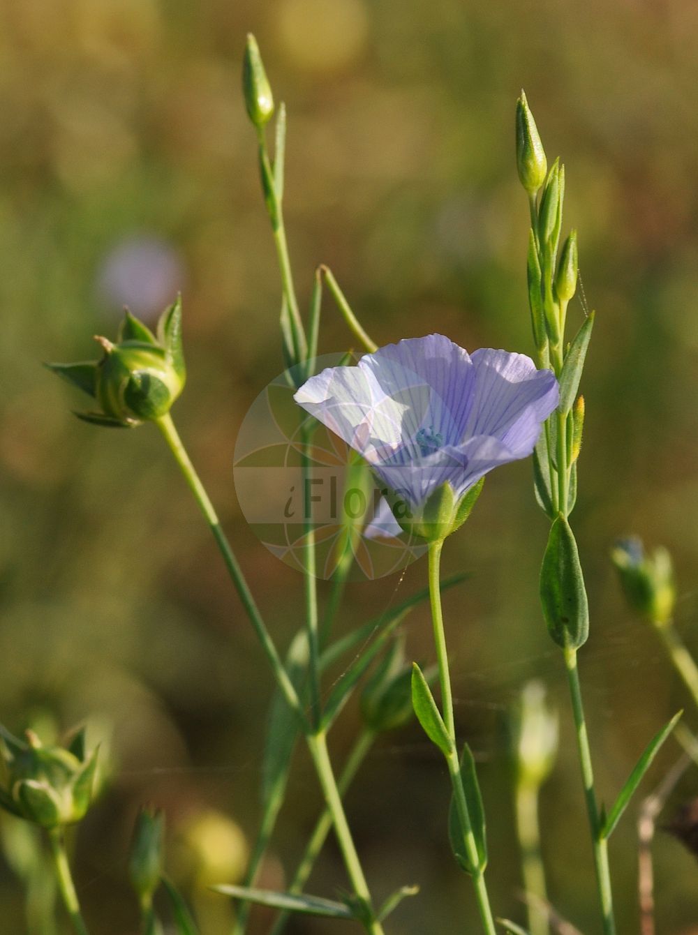 Linum usitatissimum - Linaceae,Plantae,Pteridobiotina,Angiosperms,Malpighiales,Linaceae,Linum,Linum usitatissimum,Linum angustifolium subsp. usitatissimum, Linum usitatissimum subsp. crepitans,Echter Lein;Saat-Lein;Gebauter Lein;Lein;Flachs;flax;european flax;common flax;lin cultivé;cultivated flax;linseed;Lin cultivé;lin commun;lin usuel;lino común;lino;Lino coltivato;lino comune;vlas;lijnzaad;linho;linho-comum;лён культурный;лён обыкновенный;keten;li;lli ver;pravi lan;lin;almindelig hør;len zwyczajny;navadni lan;házi len;len setý;ľan siaty;льон звичайний;льон низький;льон стрибунець;културни лен;peltopellava;pishtah tarbutit;פִּשְׁתָּה תַּרְבּוּתִית;yà má;亚麻