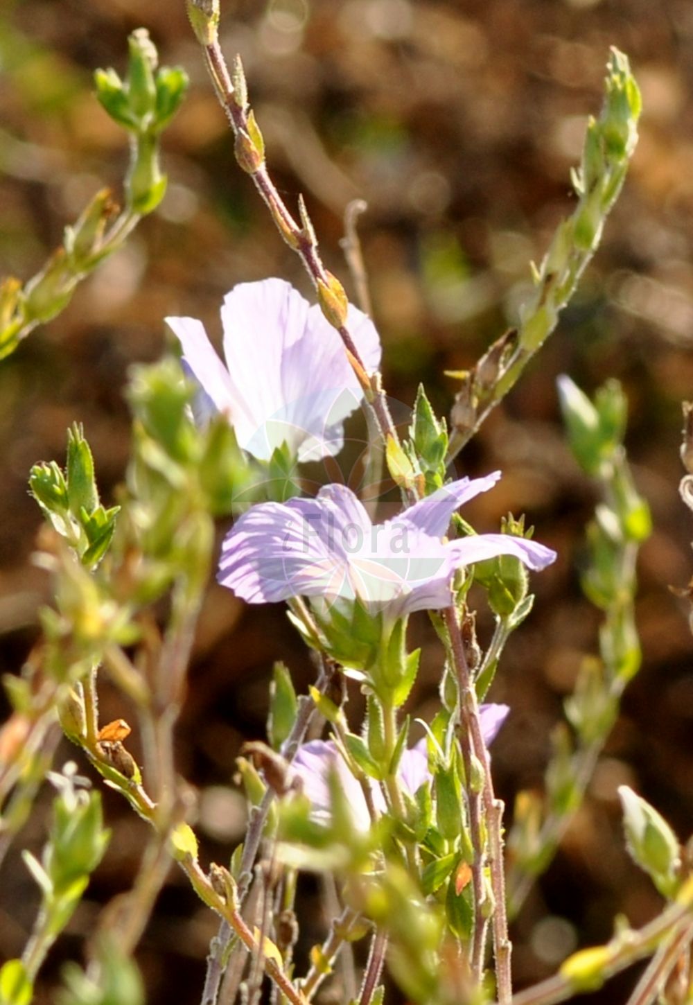 Linum hirsutum - Linaceae,Plantae,Pteridobiotina,Angiosperms,Malpighiales,Linaceae,Linum,Linum hirsutum,Rauhhaariger Lein;Zotten-Lein;Zottiger Lein;lin d'Anatolie;лён волосистый;лён жёстковолосистый;saçlı keten;li;liri qimeashpër;lan kosmati;len włochaty;kosmati lan;borzas len;len chlupatý;in mare;ľan chlpatý;льон шерстистий;льон шорсткий;влакнест лен;космат лен