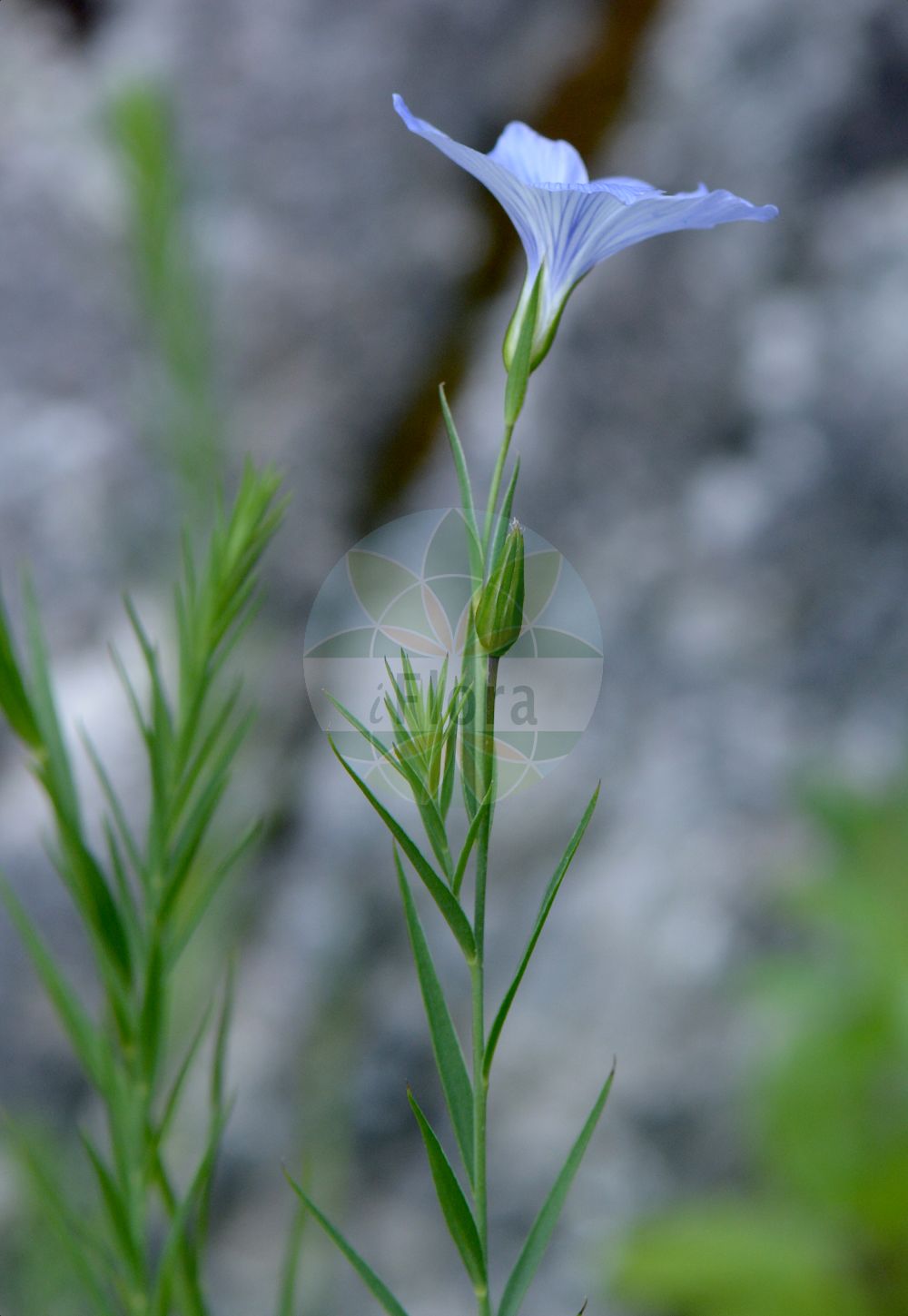 Linum narbonense - Linaceae,Plantae,Pteridobiotina,Angiosperms,Malpighiales,Linaceae,Linum,Linum narbonense,Narbonner Lein;Südfranzösischer Lein;Lin de Narbonne;lino azul;lino bravo;lino de Narbona;lino silvestre;Lino lesinino;лён нарбонский;lli de llistonar;lli de Narbona;lli de visc;llinet;maleïda blava;modri planinski lan;francoski lan